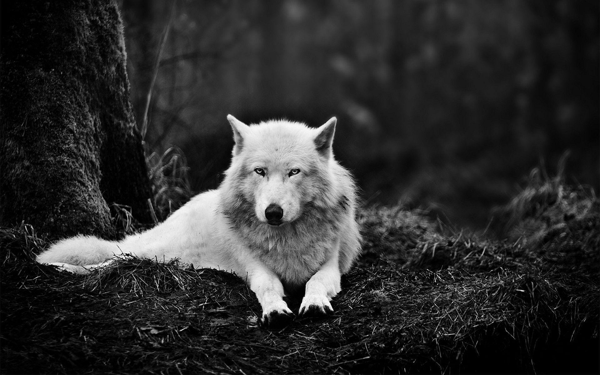 Wolf Wallpapers