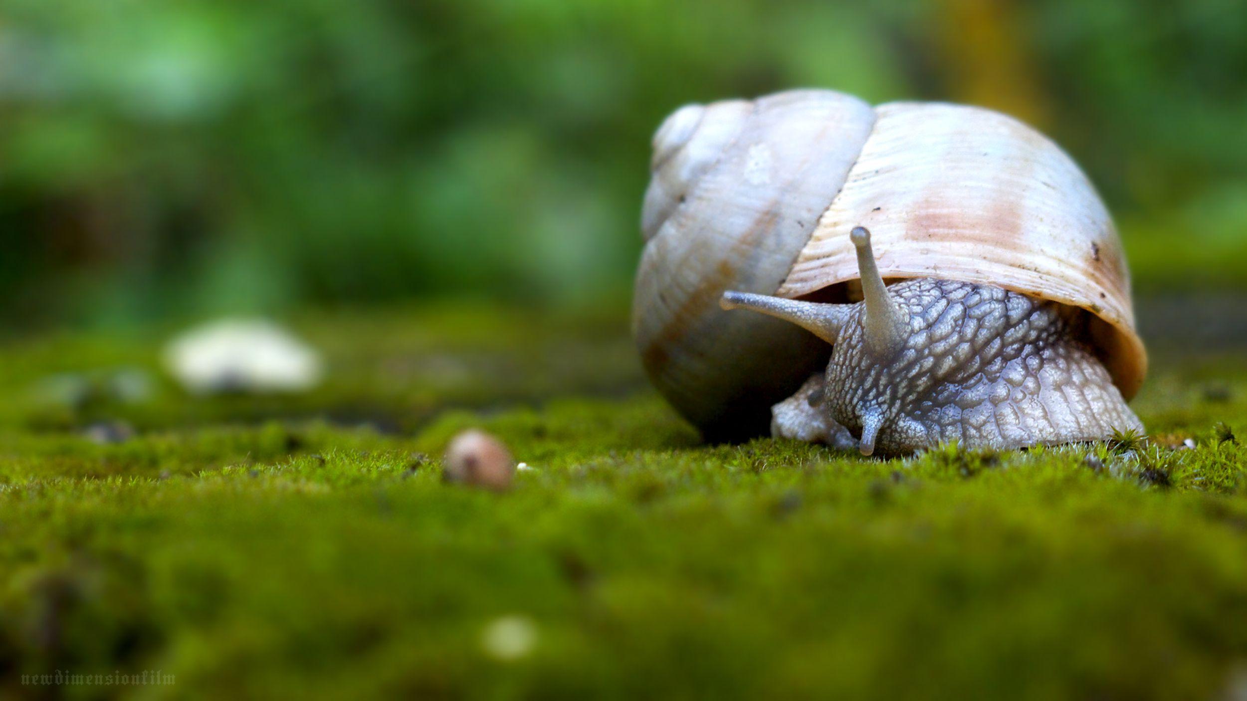 Snail Wallpapers 3