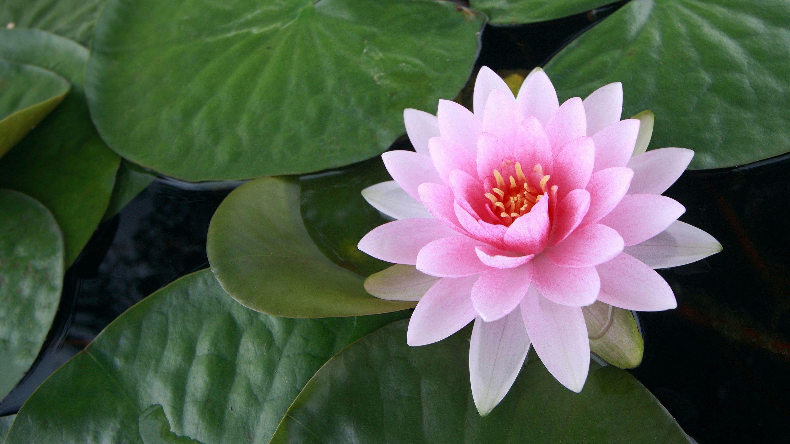 Wallpapers For > Wallpapers Of Lotus Flower