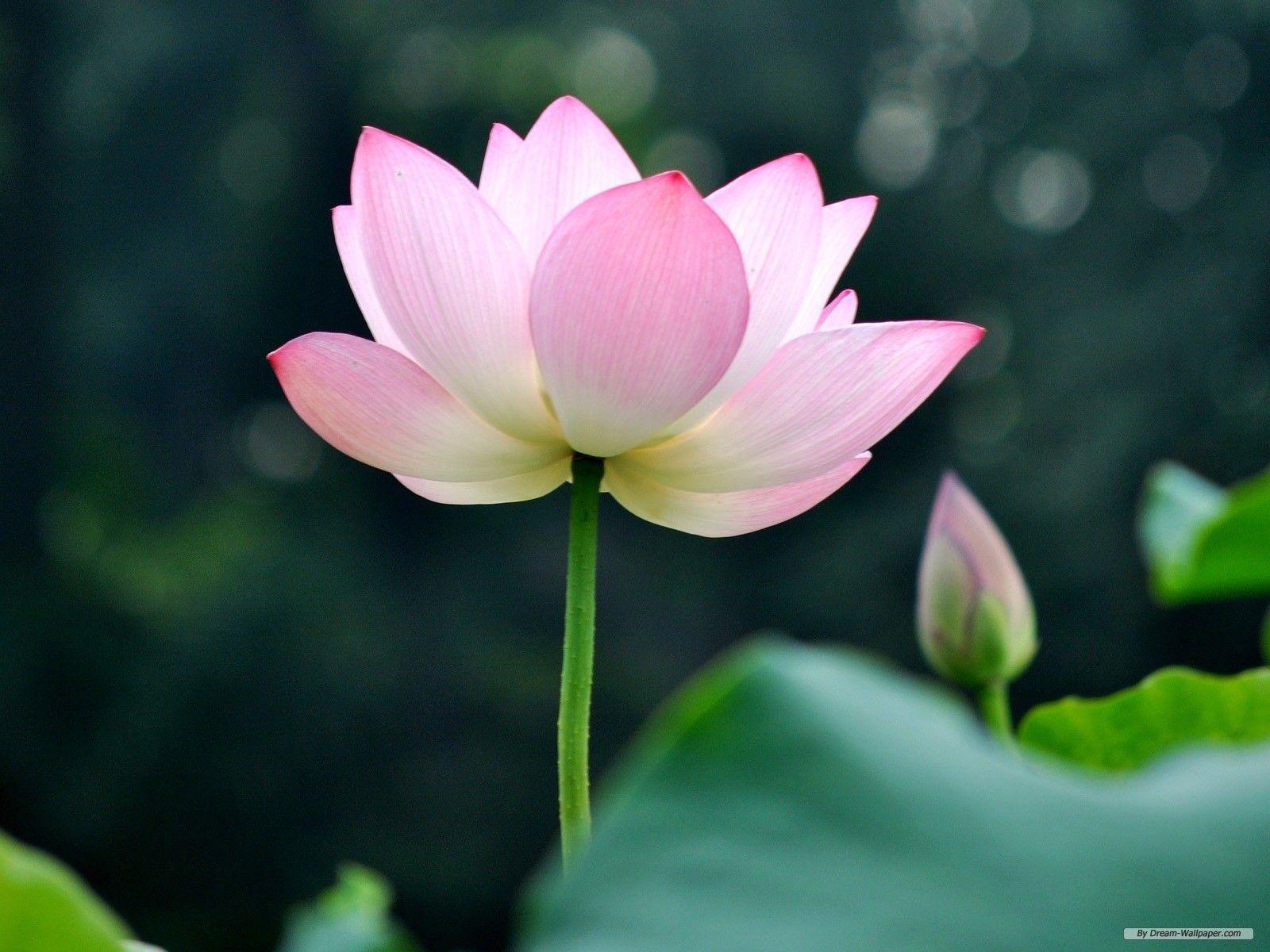 Lotus wallpapers