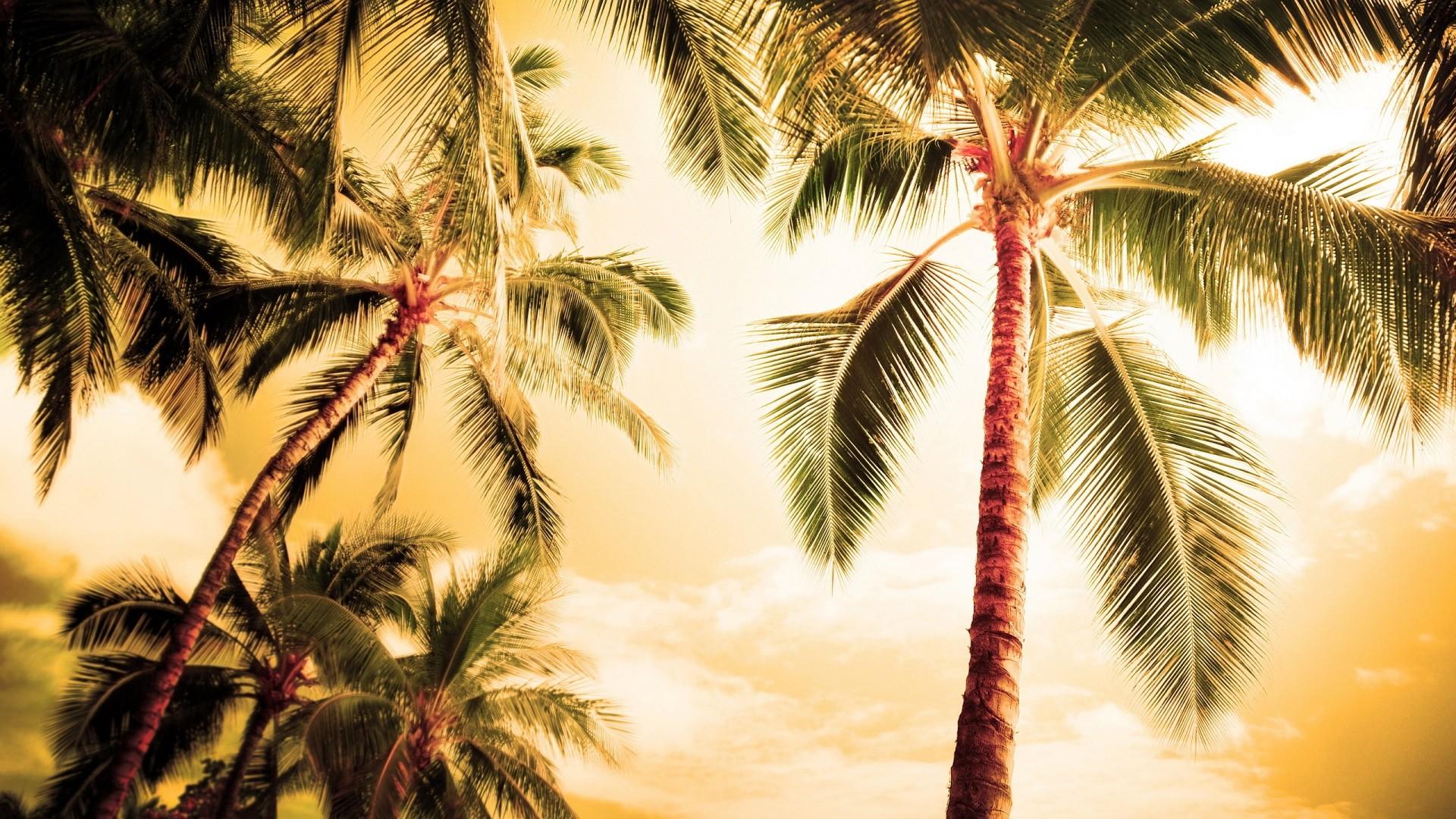 60+ Palm Tree Wallpapers