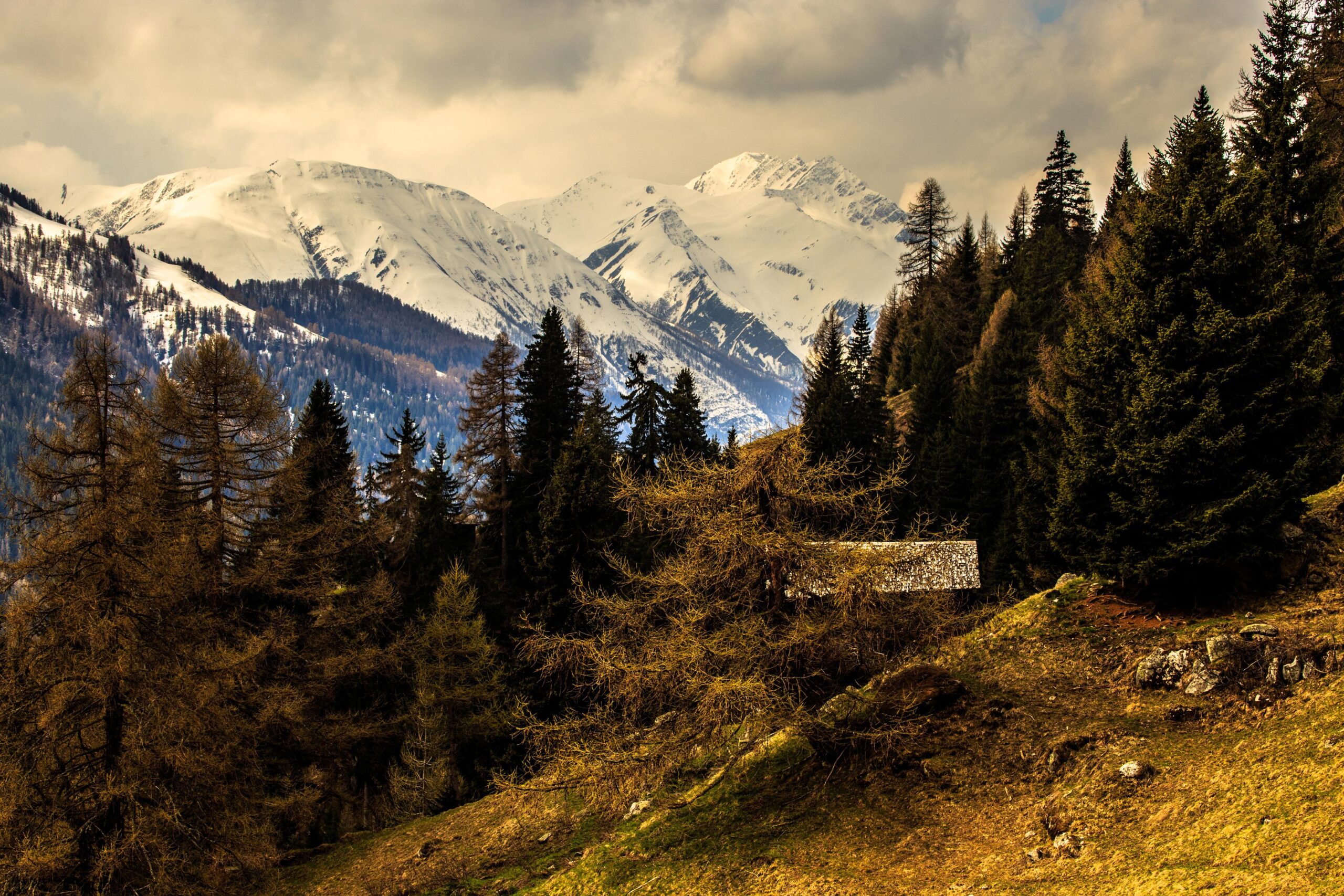 Wallpapers Alps Switzerland Nature Spruce Mountains