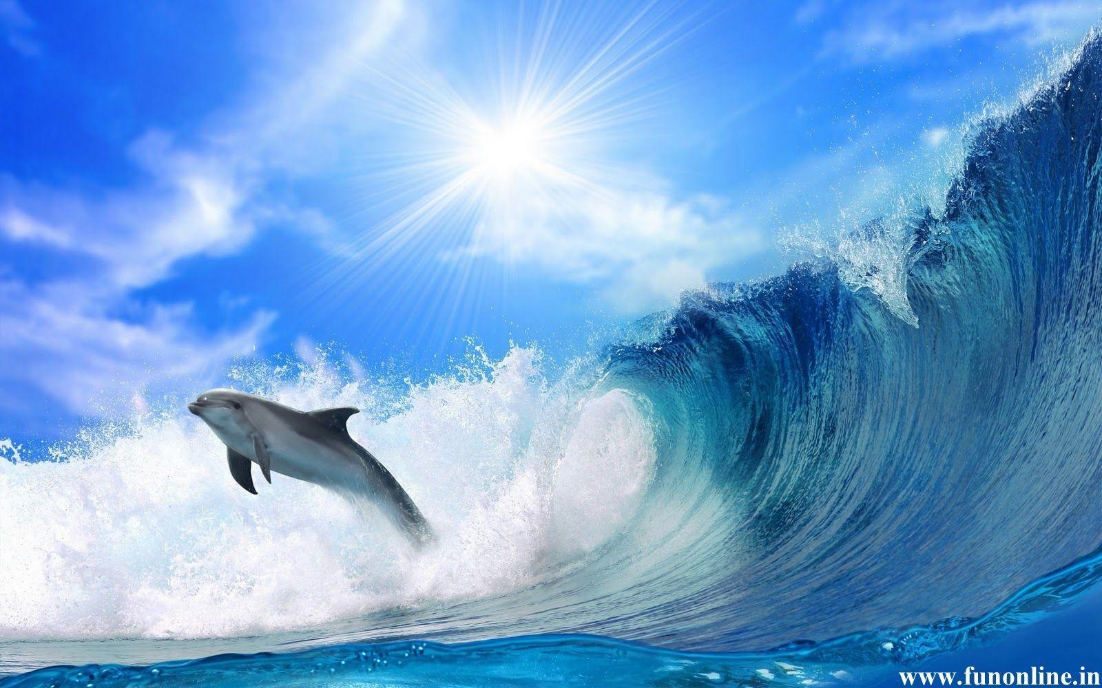 Jumping Dolphin Wallpapers 16 Cool Backgrounds HD