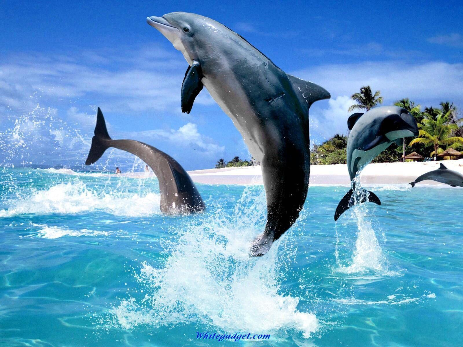 Jumping Dolphin