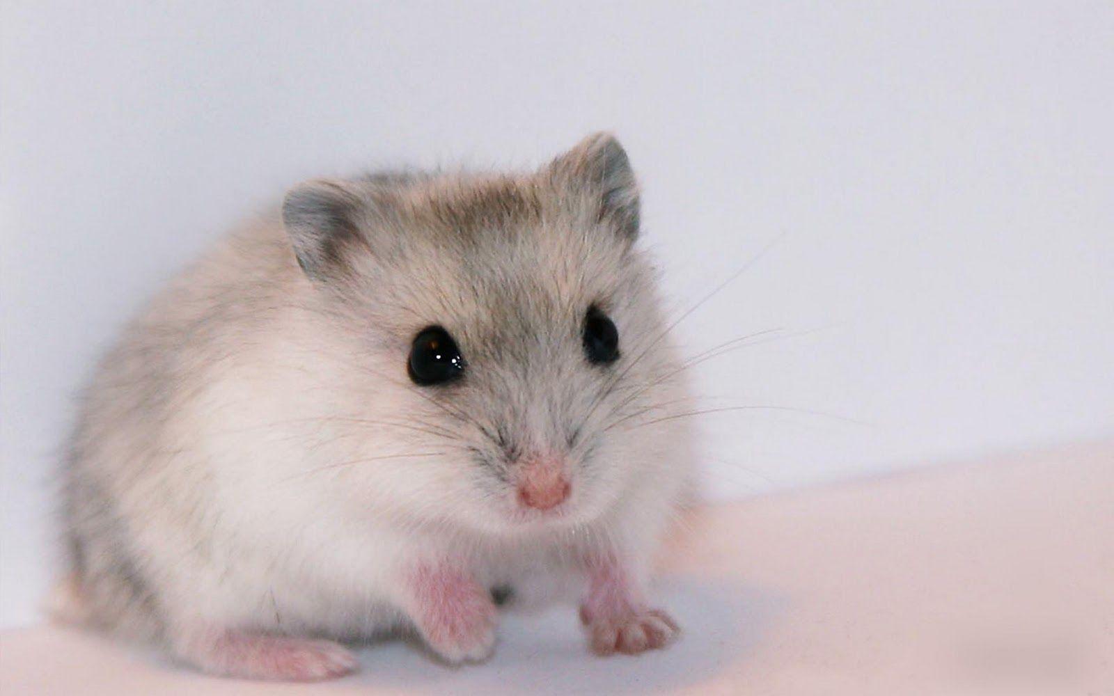 Hamster Wallpapers 8