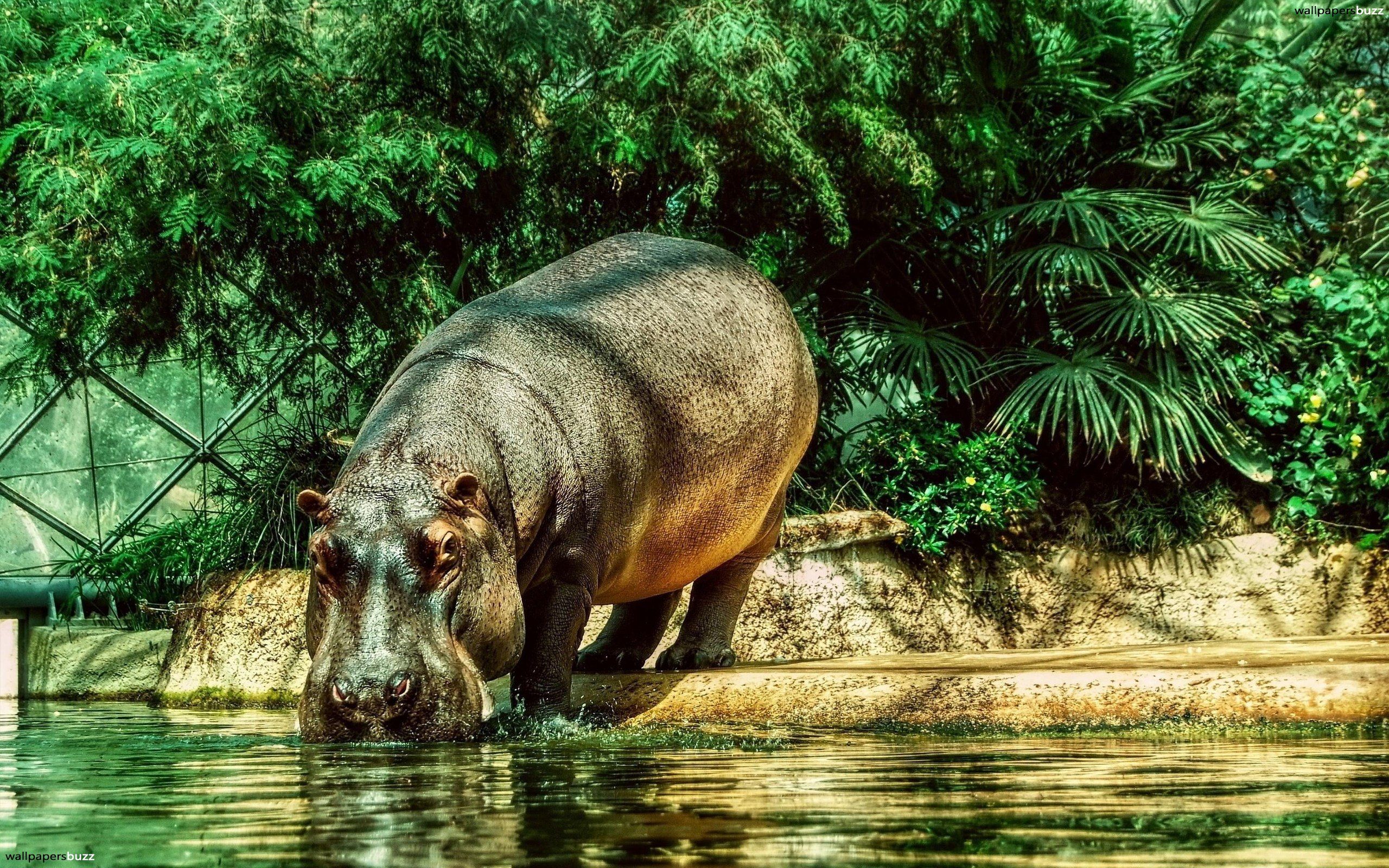 Hippopotamus HD Wallpapers