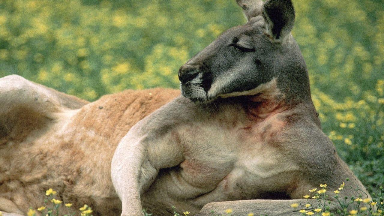 red kangaroo desktop PC and Mac wallpapers