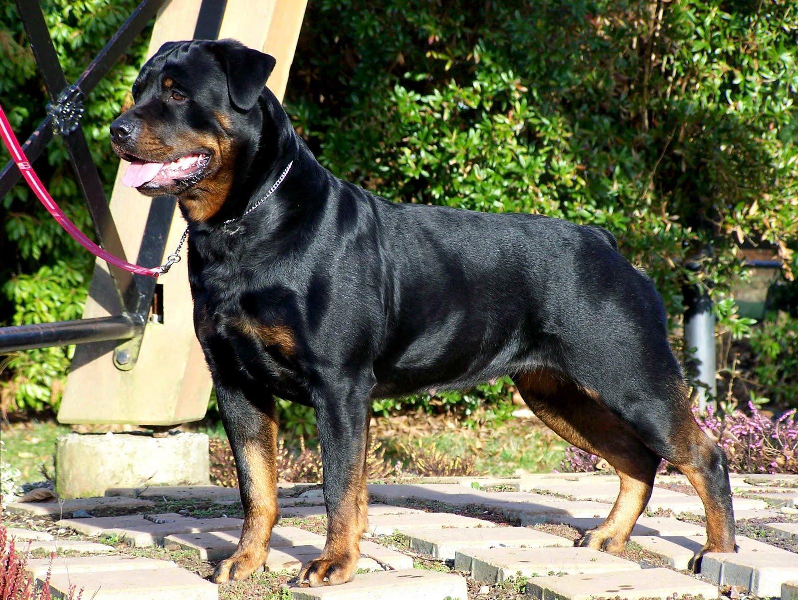 Rottweiler Dog Image