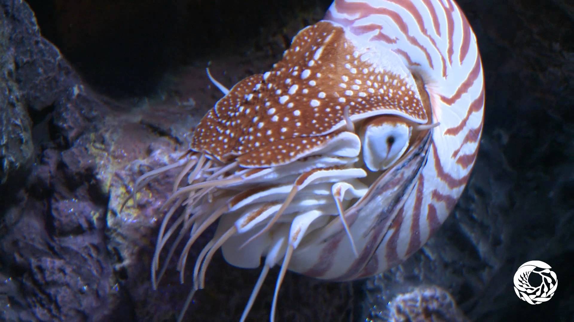 Free photo: Nautilus