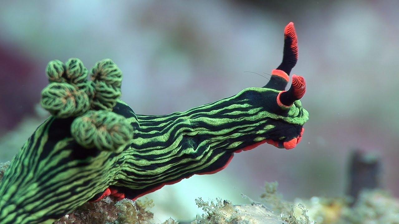 Most viewed Sea Slug wallpapers