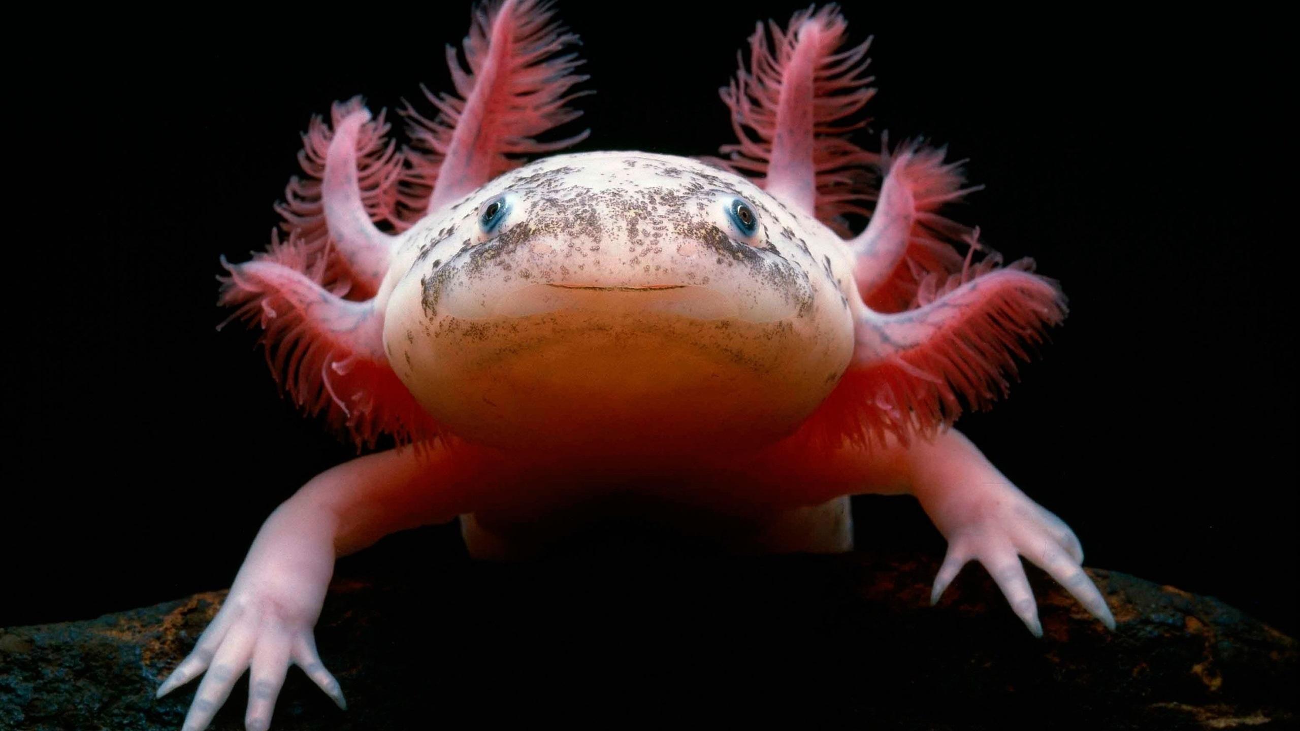 Axolotl Wallpapers HD Download