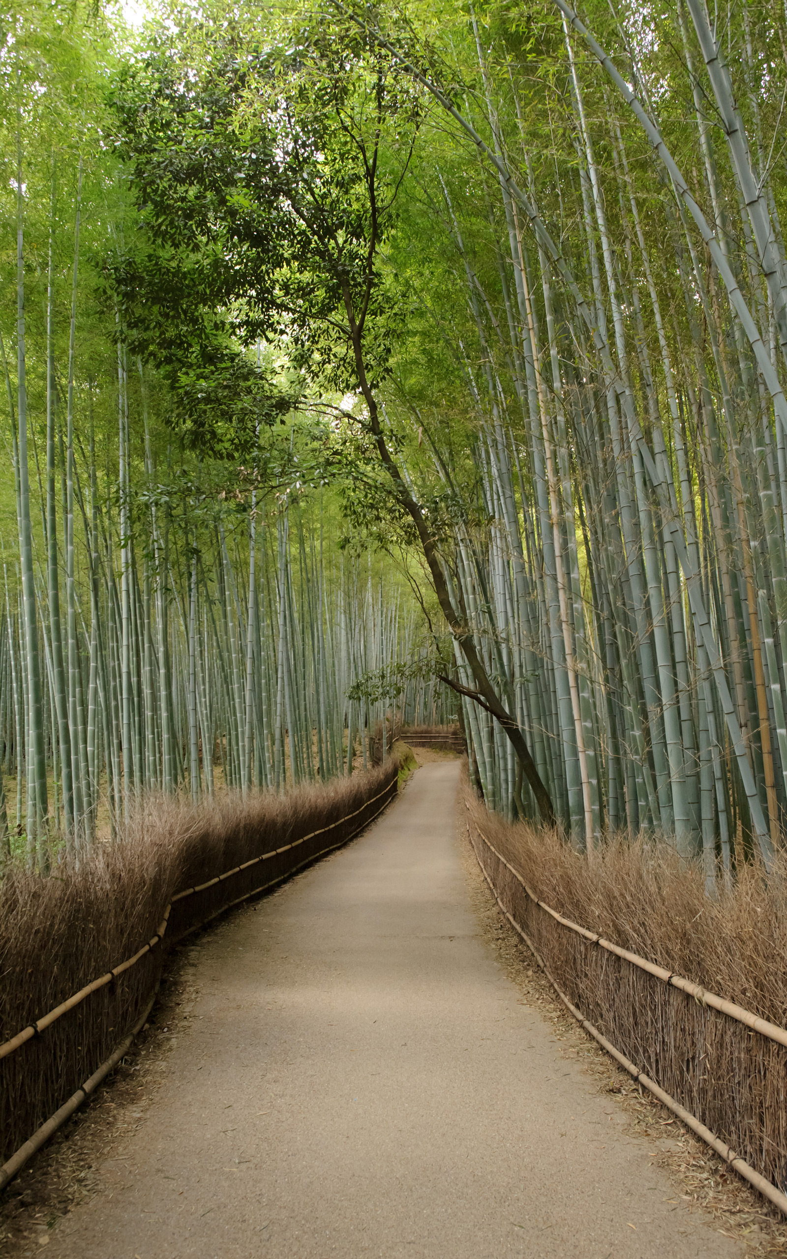 Jeffrey Friedl’s Blog » Mike Bennett’s Last Day in Kyoto: Arashiyama