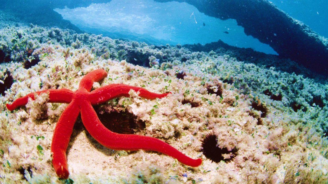 Coral Reefs: Sea Gilbert Kiribati Paradisiac Blue Beach Lagoon