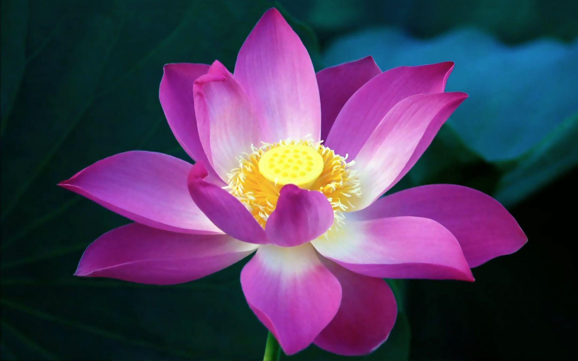 Lotus Flowers Wallpapers