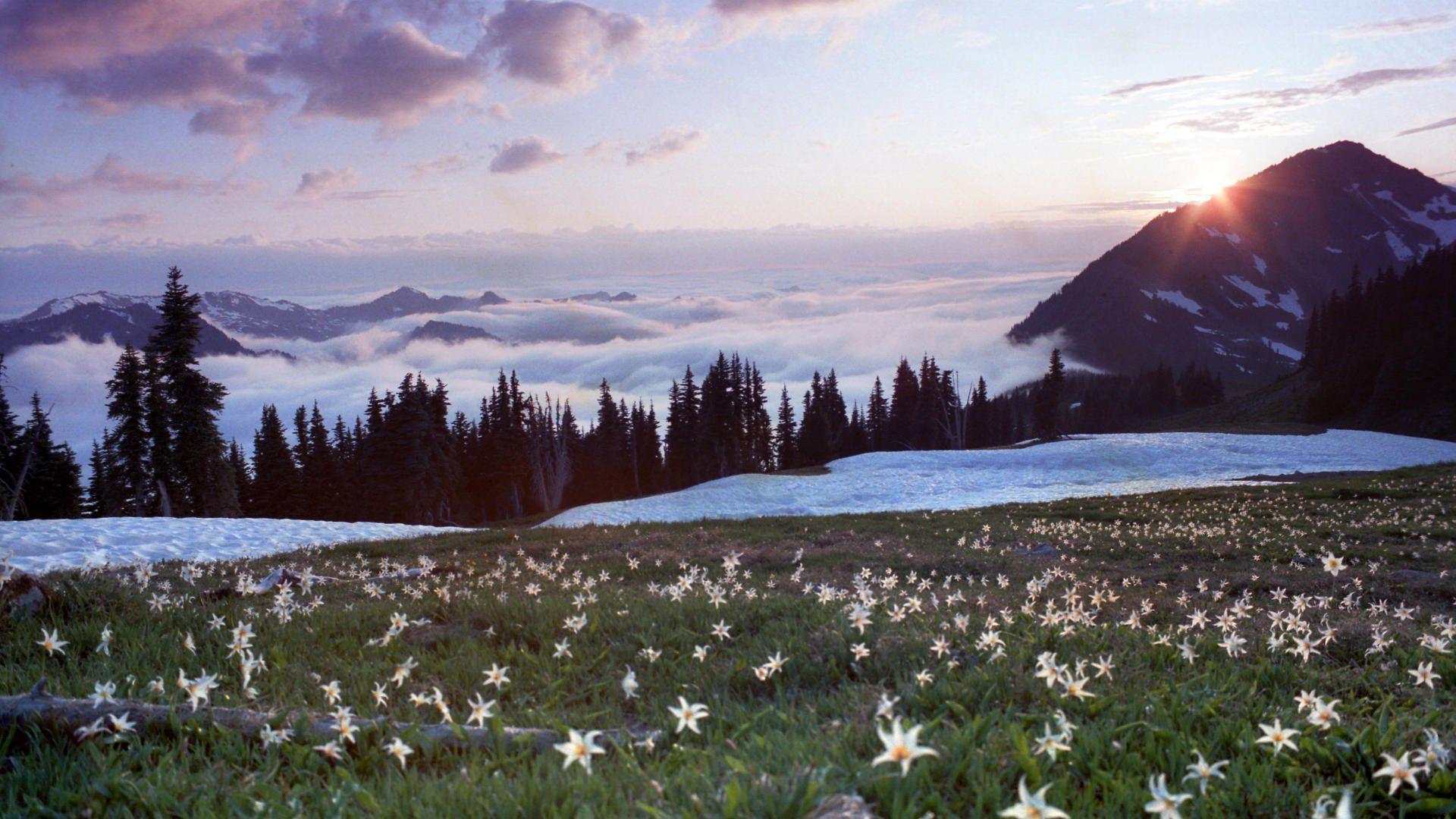 Olympic National Park Wallpapers