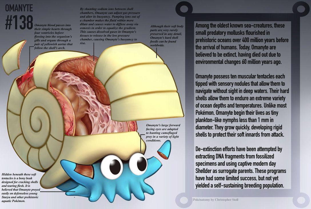 Omanyte Anatomy