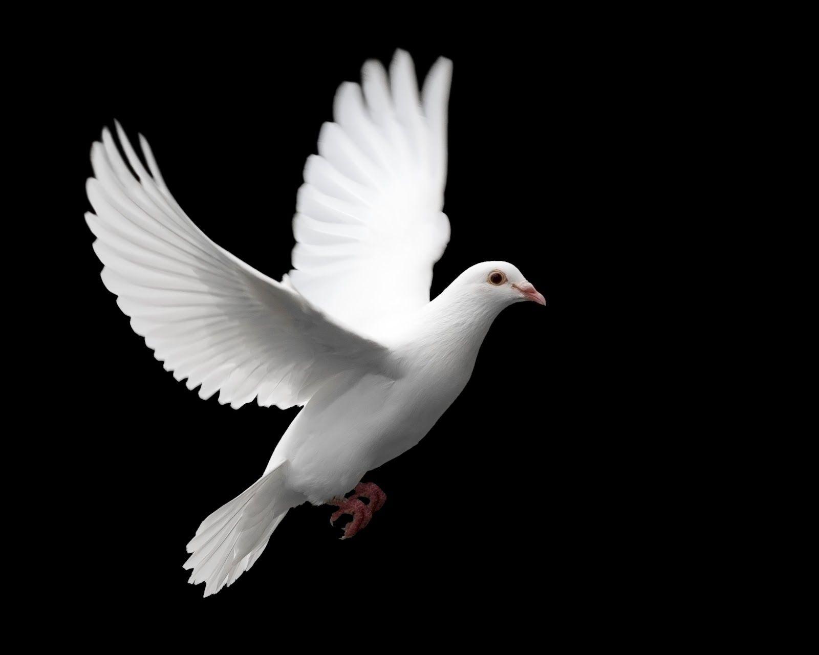 Pigeon hd Wallpapers ~ Best HD Desktop Wallpapers