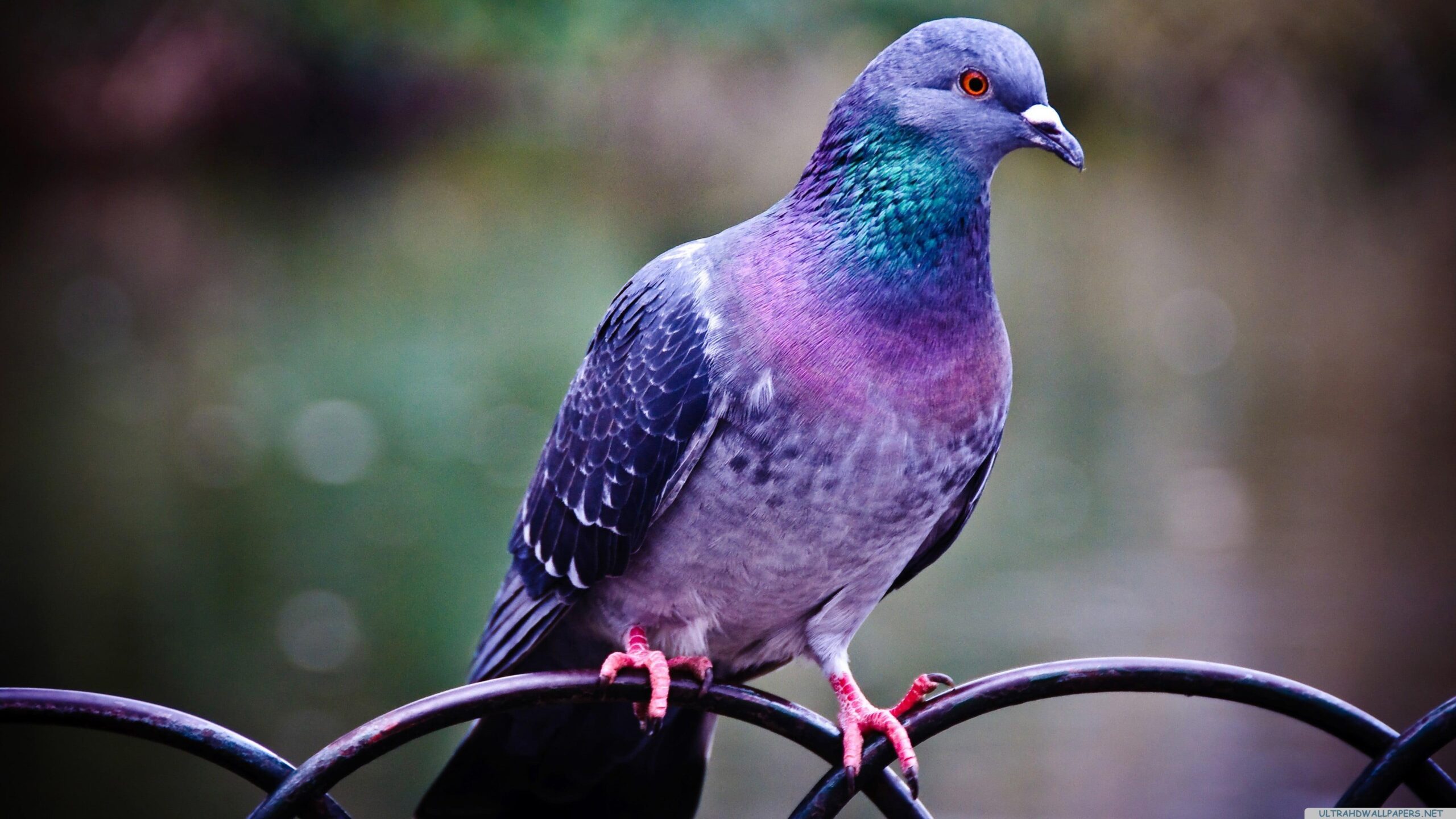 Purple, green, and pink pigeon, pigeons, birds HD wallpapers