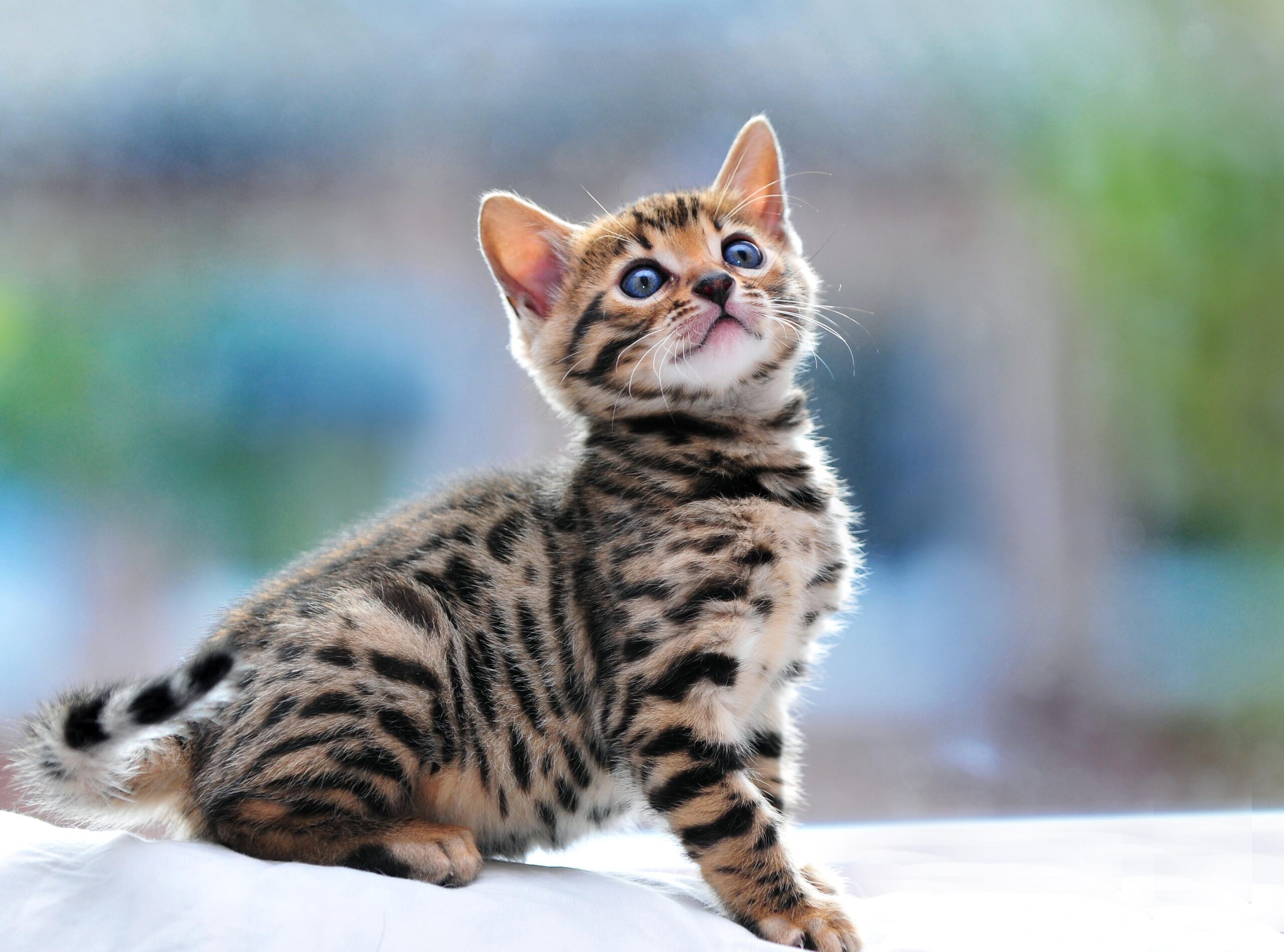 Bengal cat Wallpapers HD Download