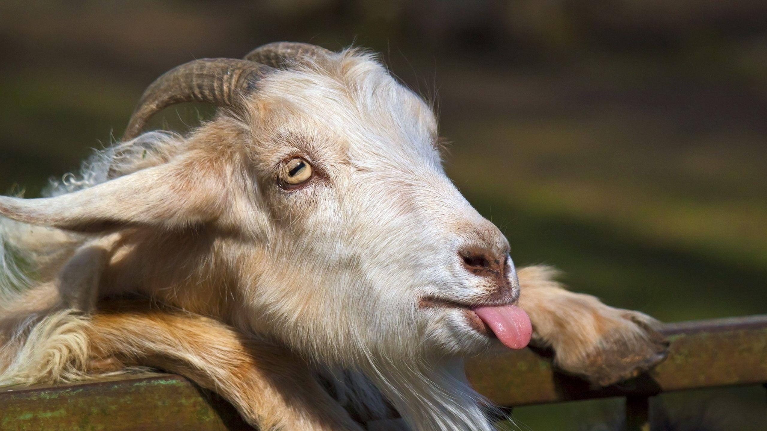 Goat wallpapers – wallpapers free download