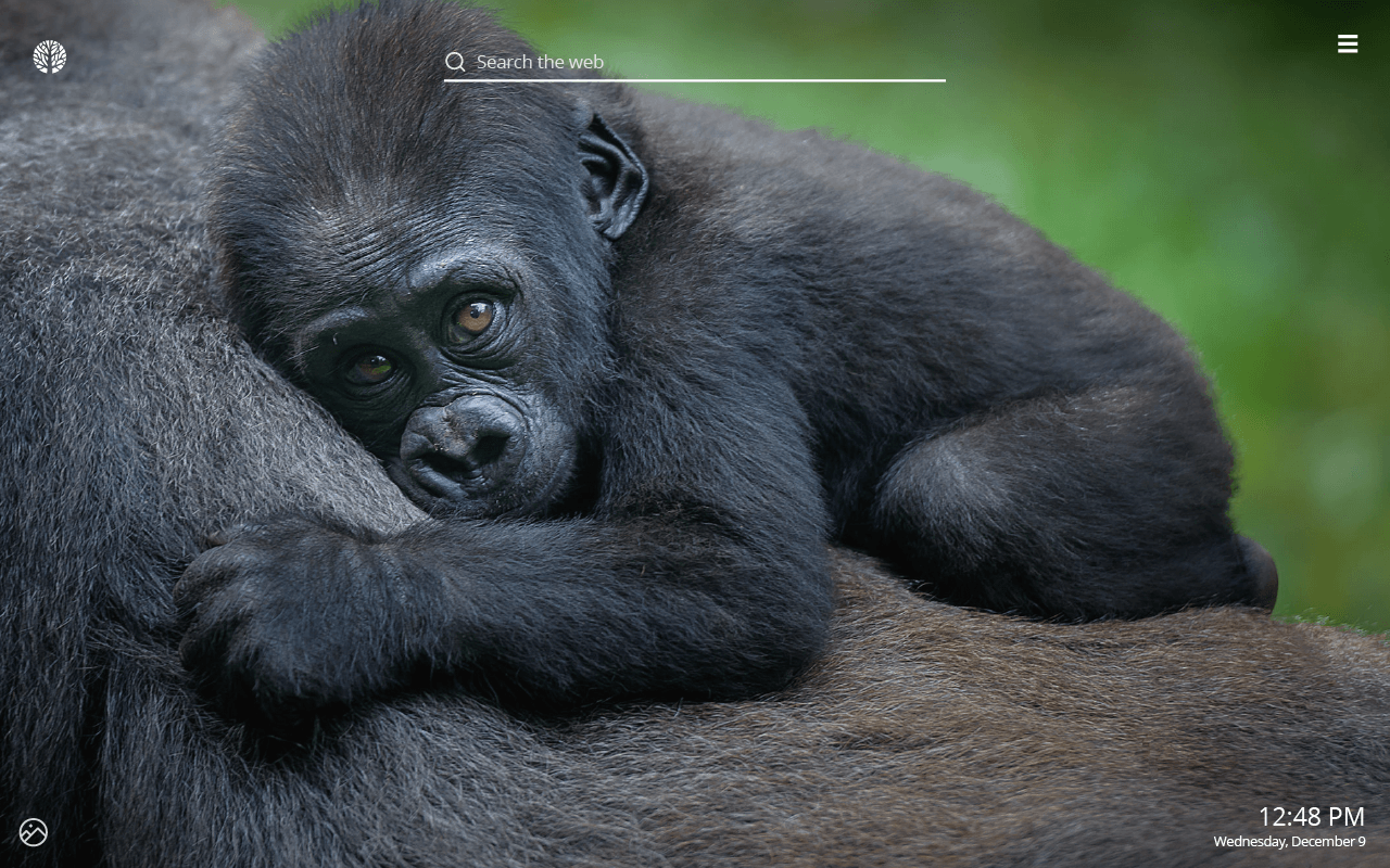 Gorilla HD Wallpapers New Tab Theme