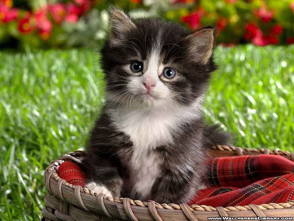 cute cat kittens wallpapers