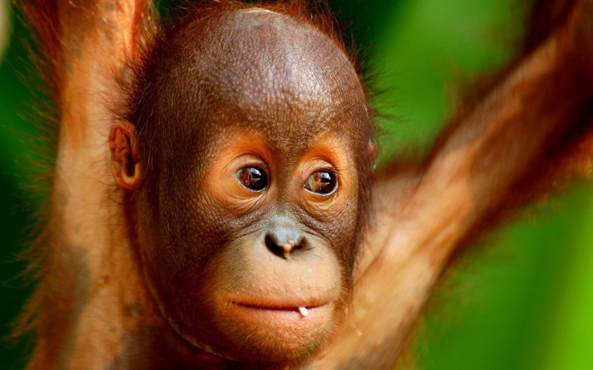 66+ Baby Orangutan Wallpapers