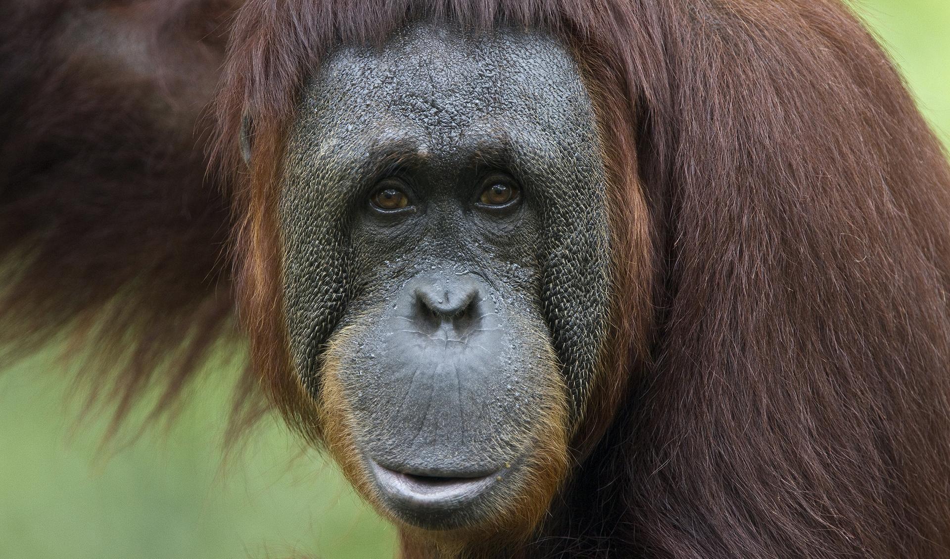 Orangutan HD wallpapers