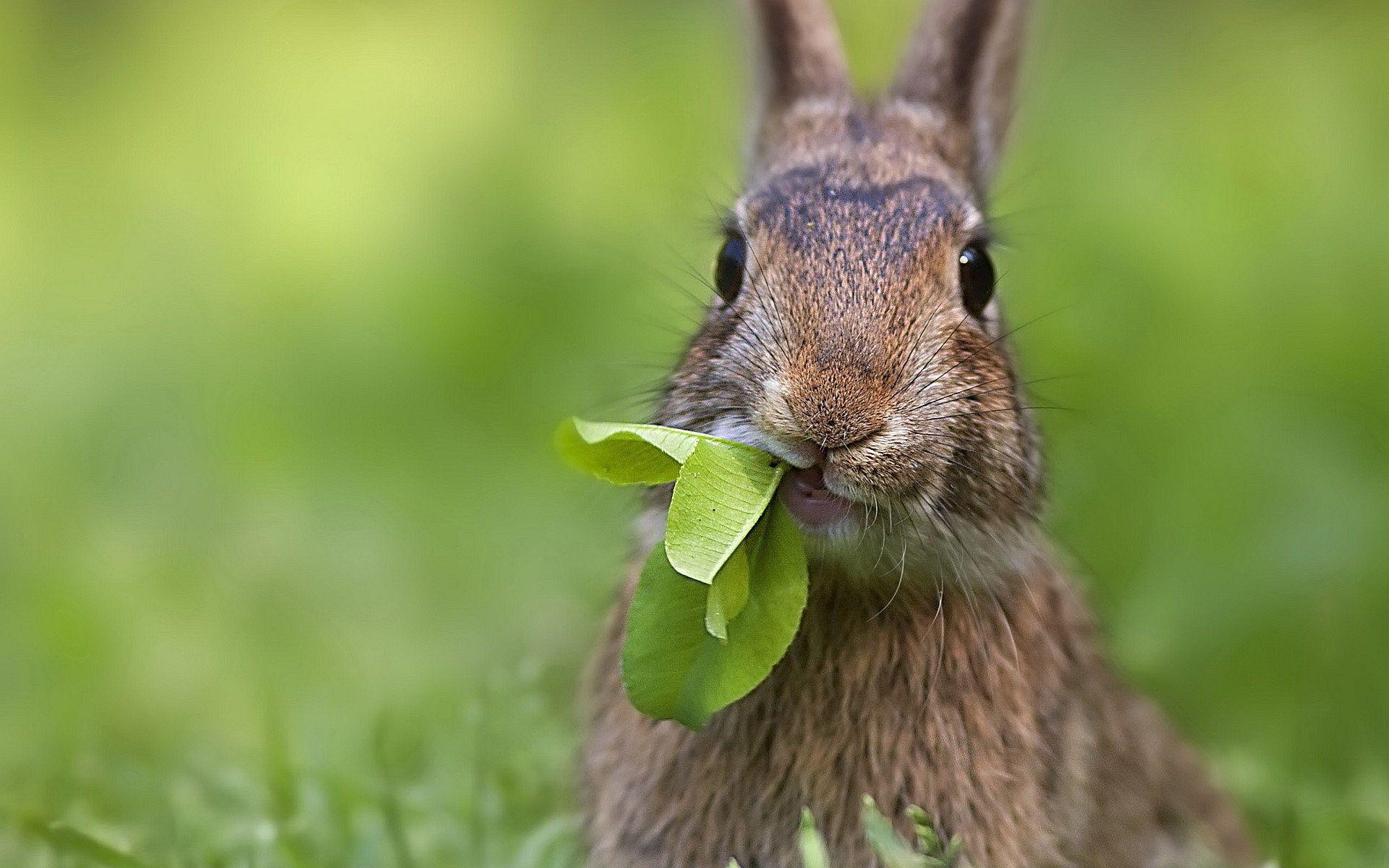 Eating Rabbit Wallpapers