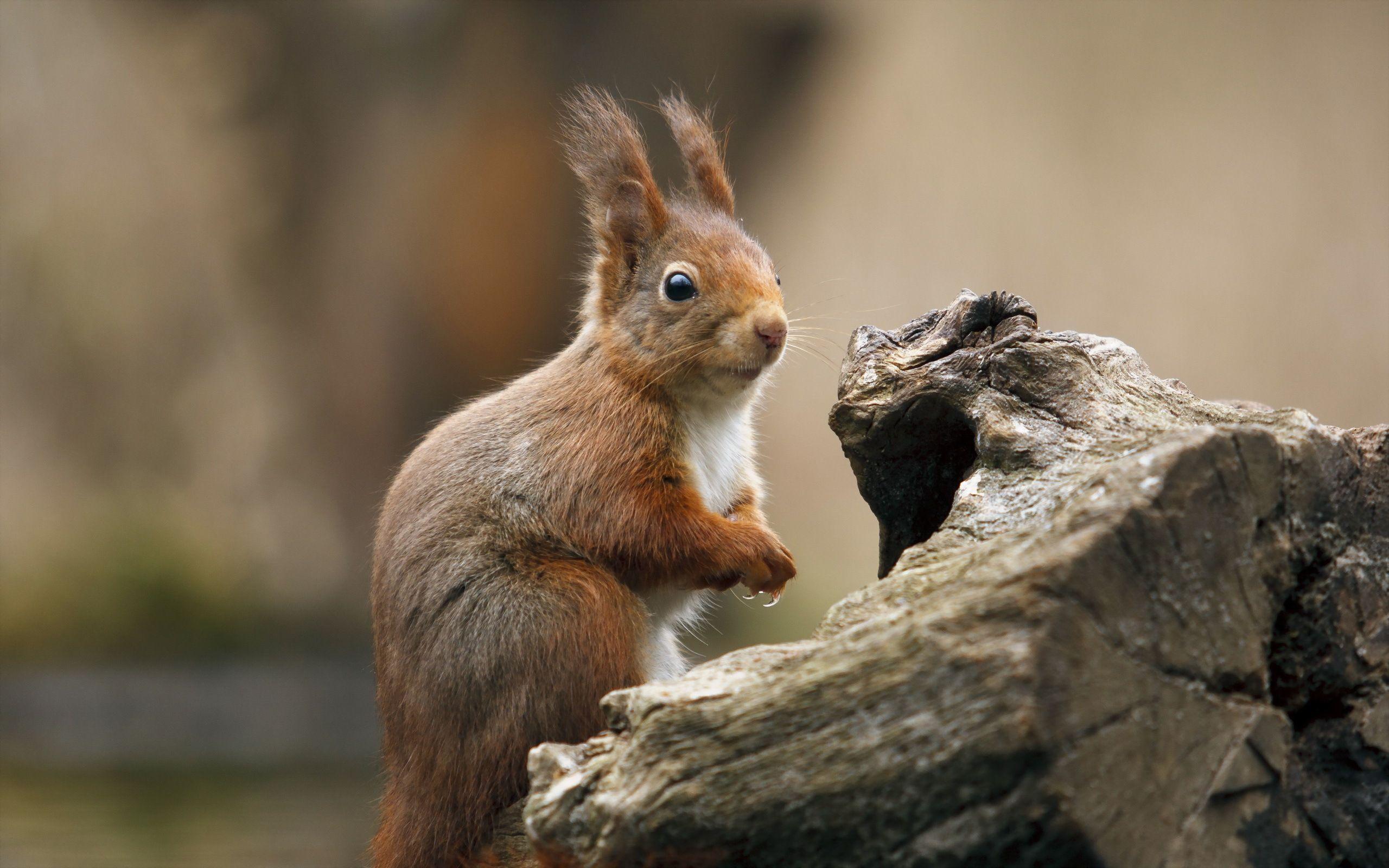 476 Squirrel Wallpapers