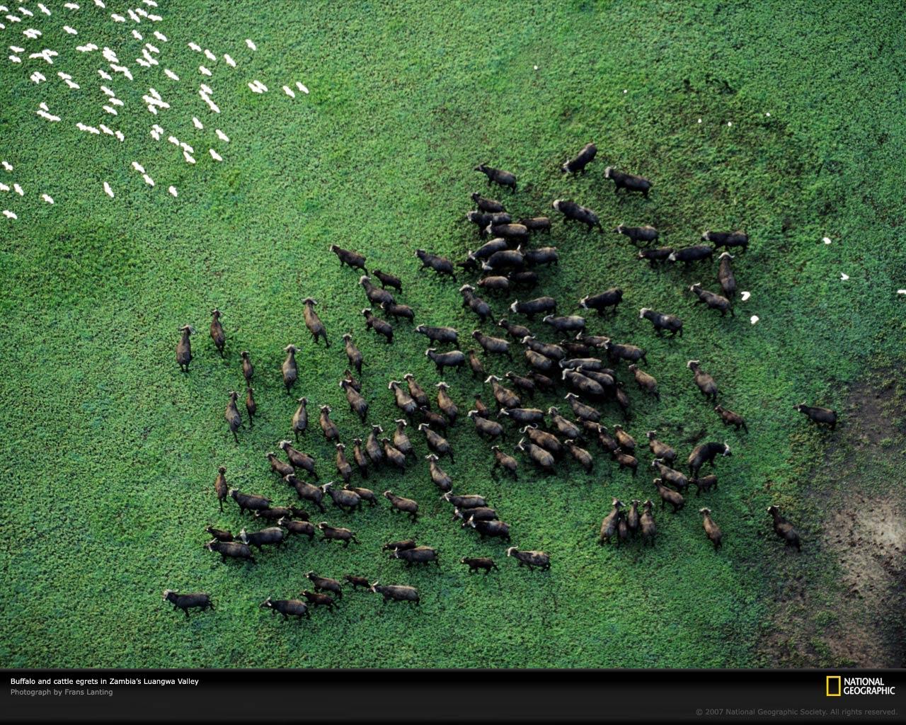 Wildlife in Luangwa Valley, Zambia