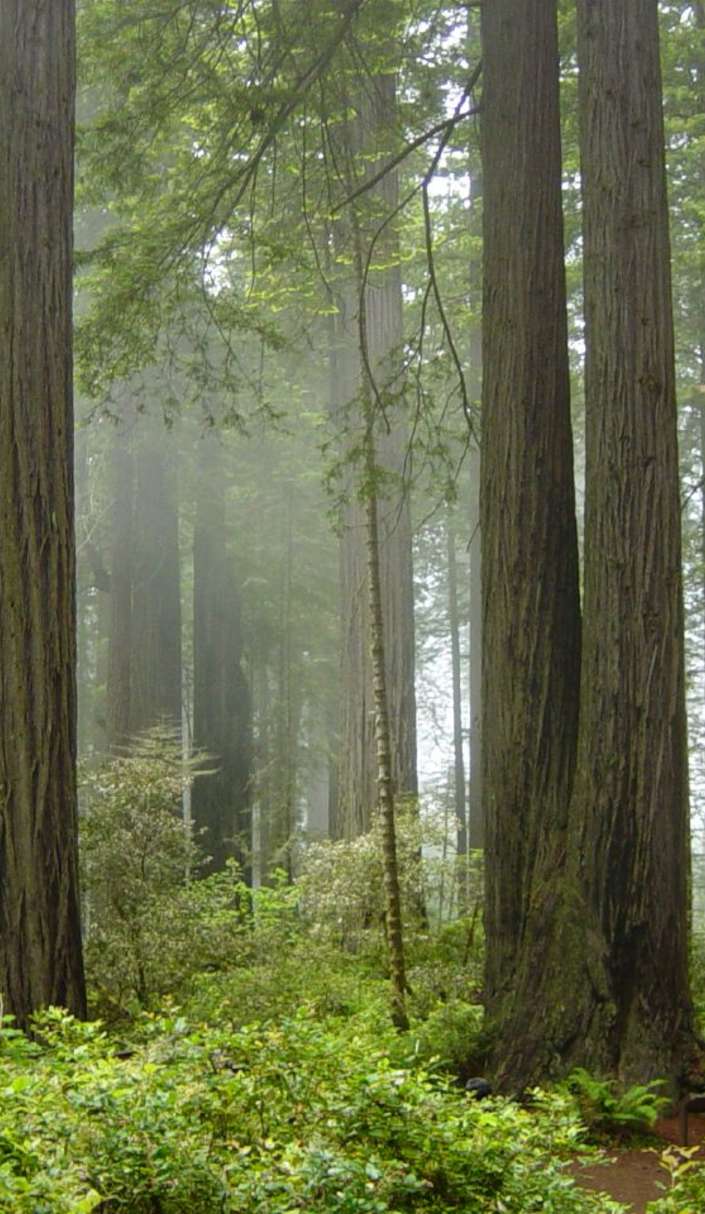 From Ewoks to Velociraptors: Exploring Redwood National Park