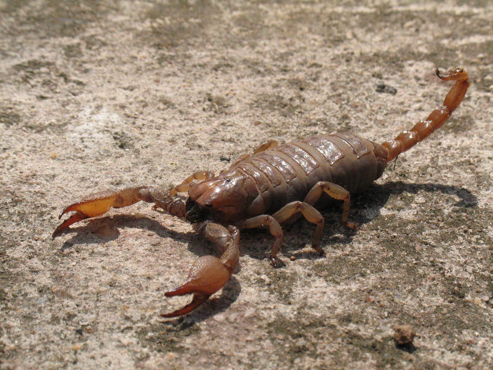 Scorpion HD Wallpapers