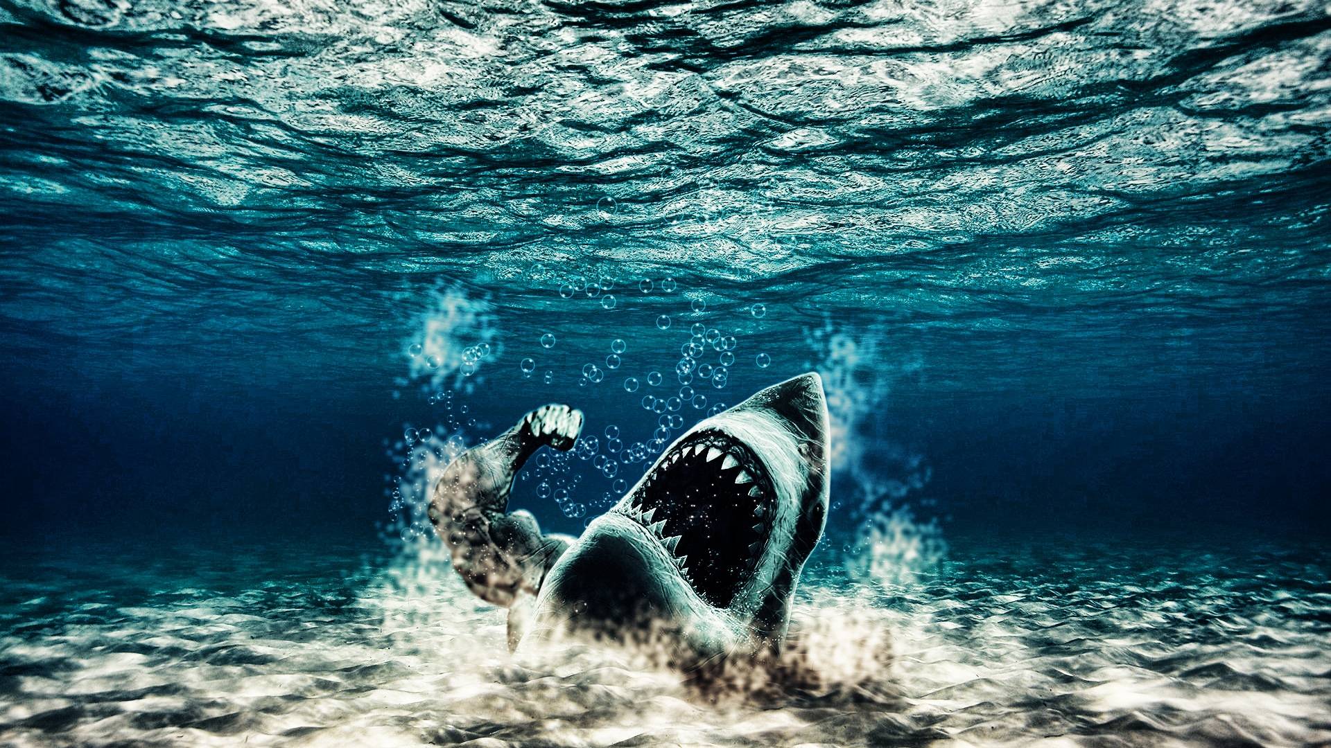 Wallpapers For > Shark Wallpapers Hd