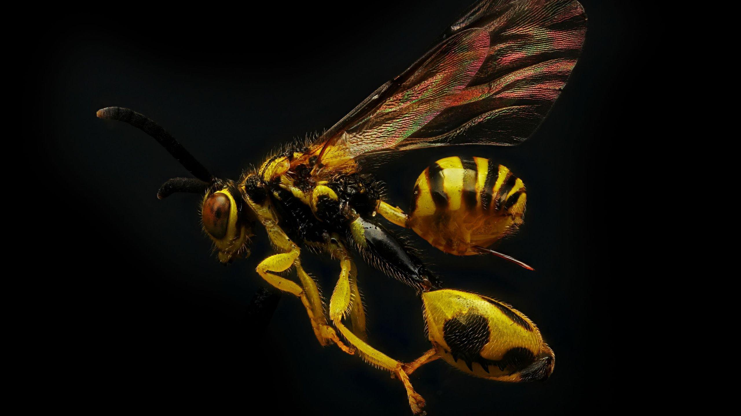 wasp 4K wallpapers for your desktop or mobile screen free