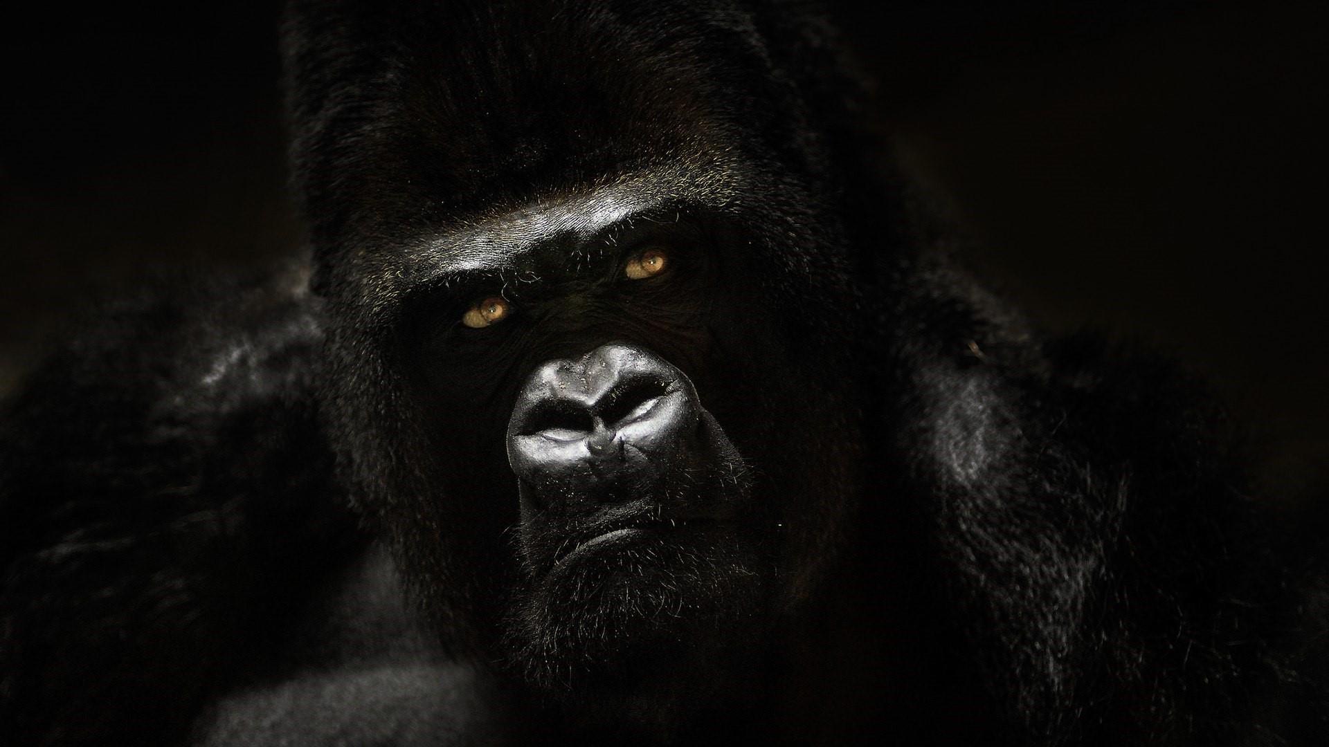 Gorilla Wallpapers 18