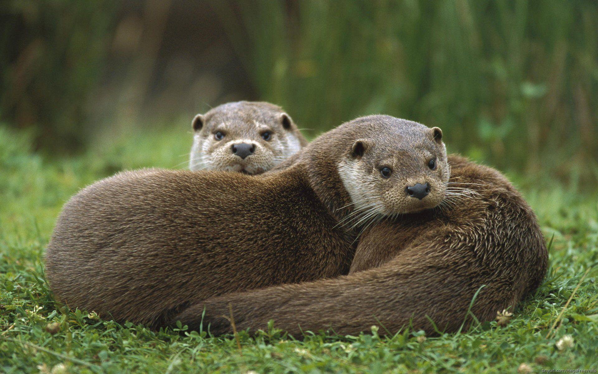 64 Otter HD Wallpapers
