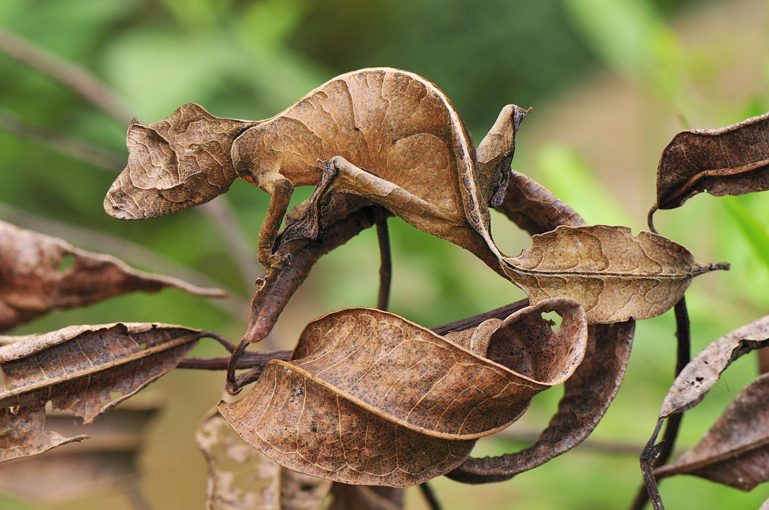 Satanic Leaf