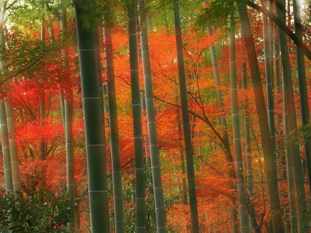 Arashiyama Tag wallpapers: Forest Japan Arashiyama Kyoto Autumn