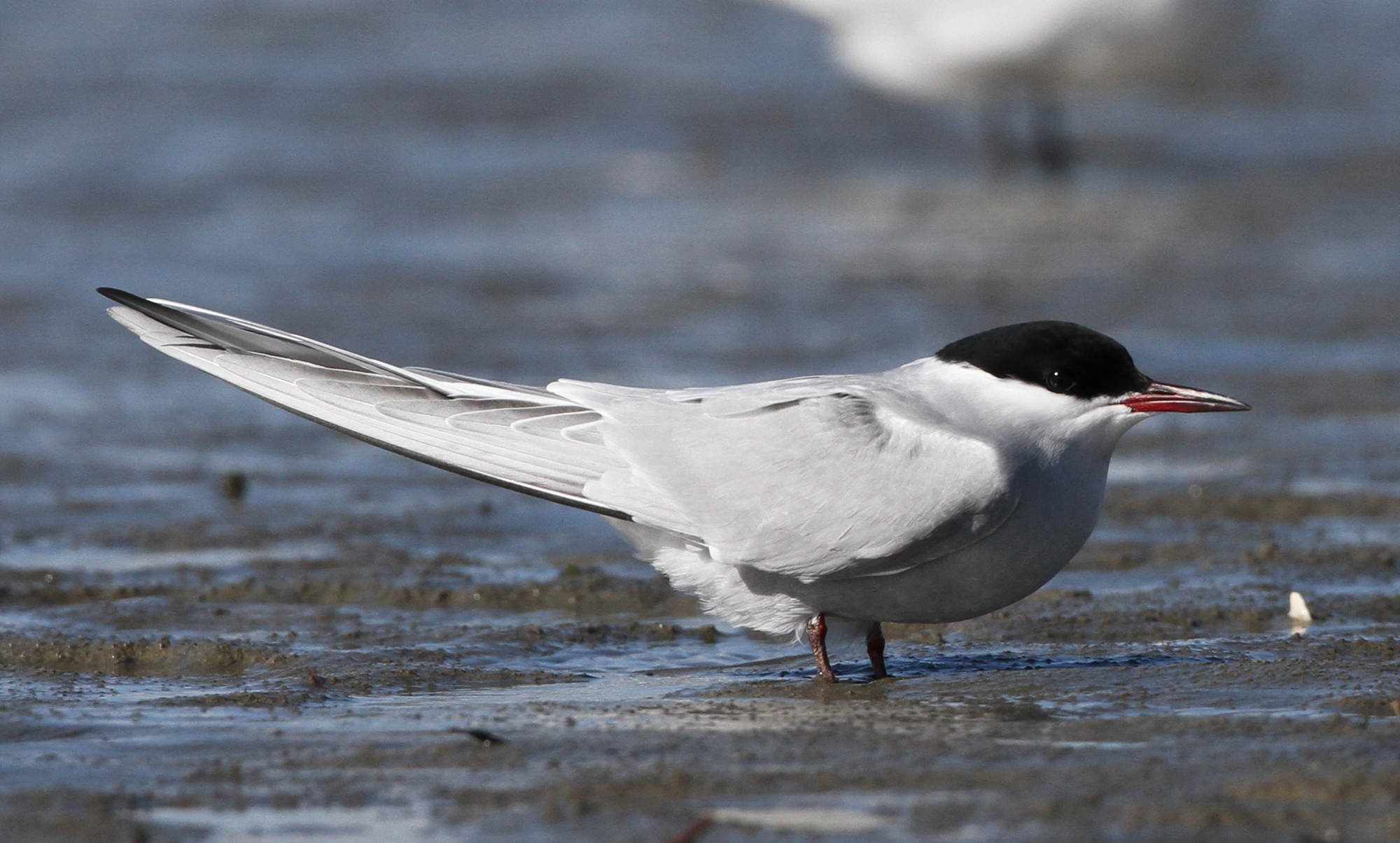 Arctic tern