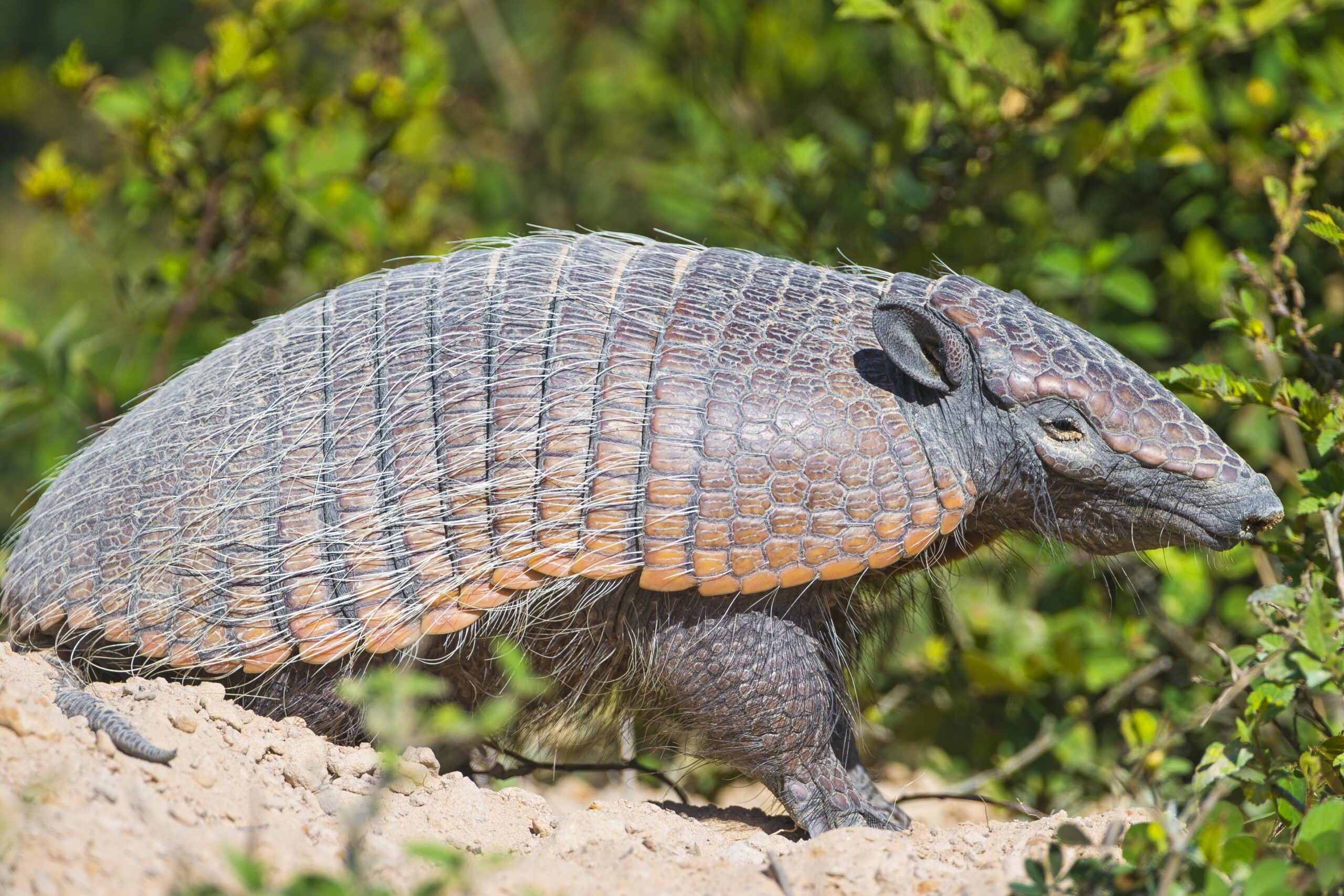 Brown armadillo near green plant HD wallpapers