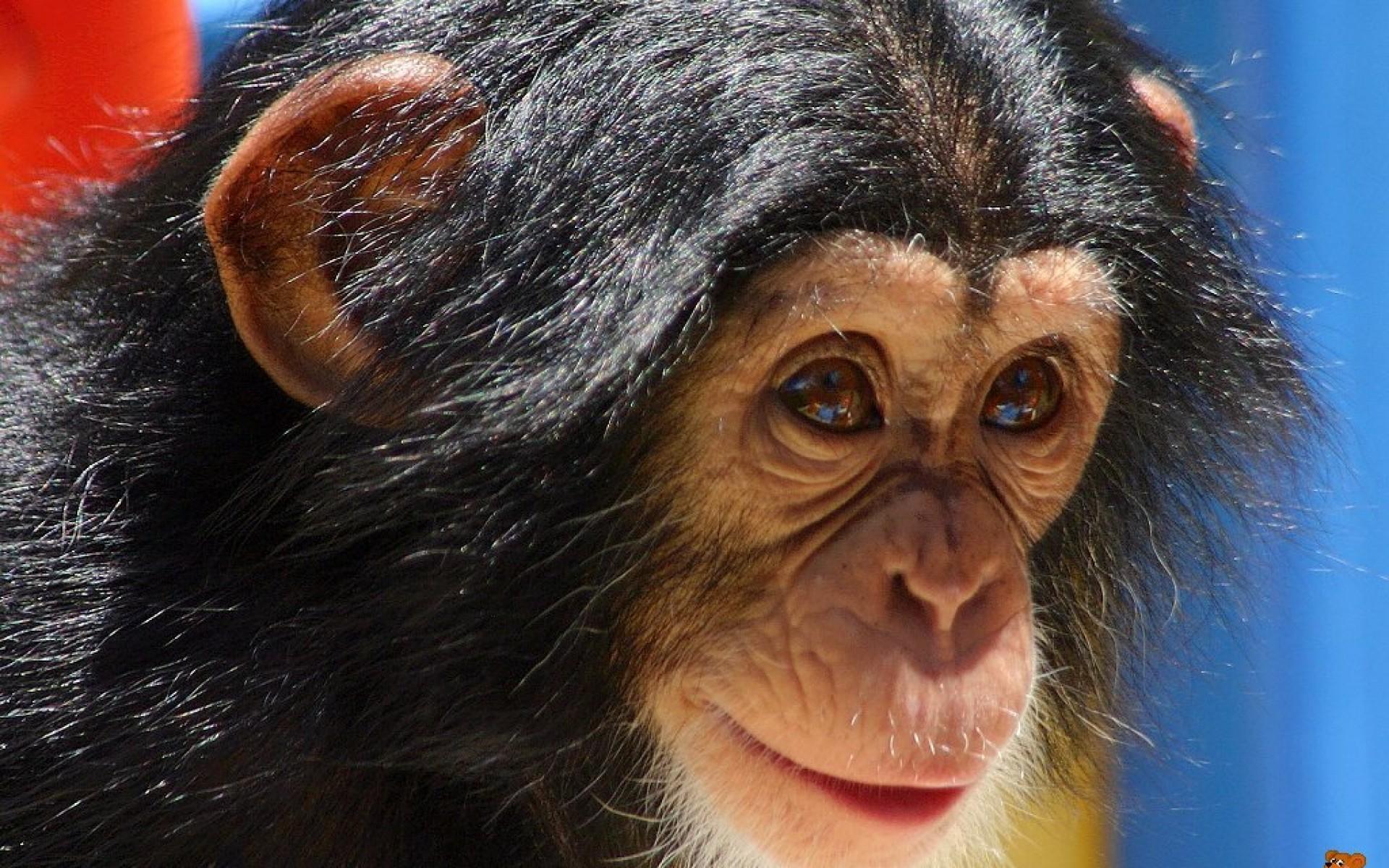 Animal Chimpanzee Baby Image