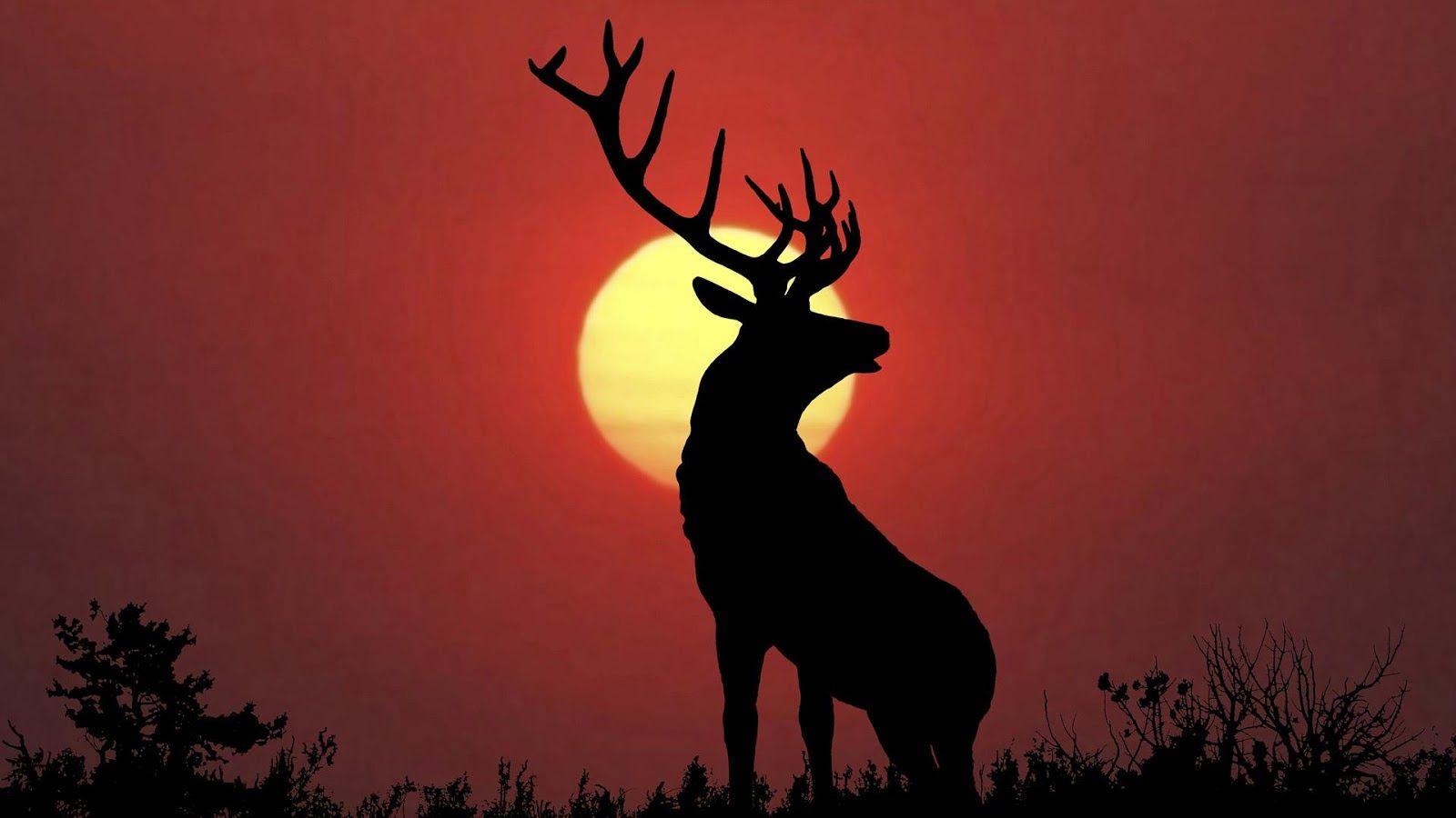 Deer Wallpapers