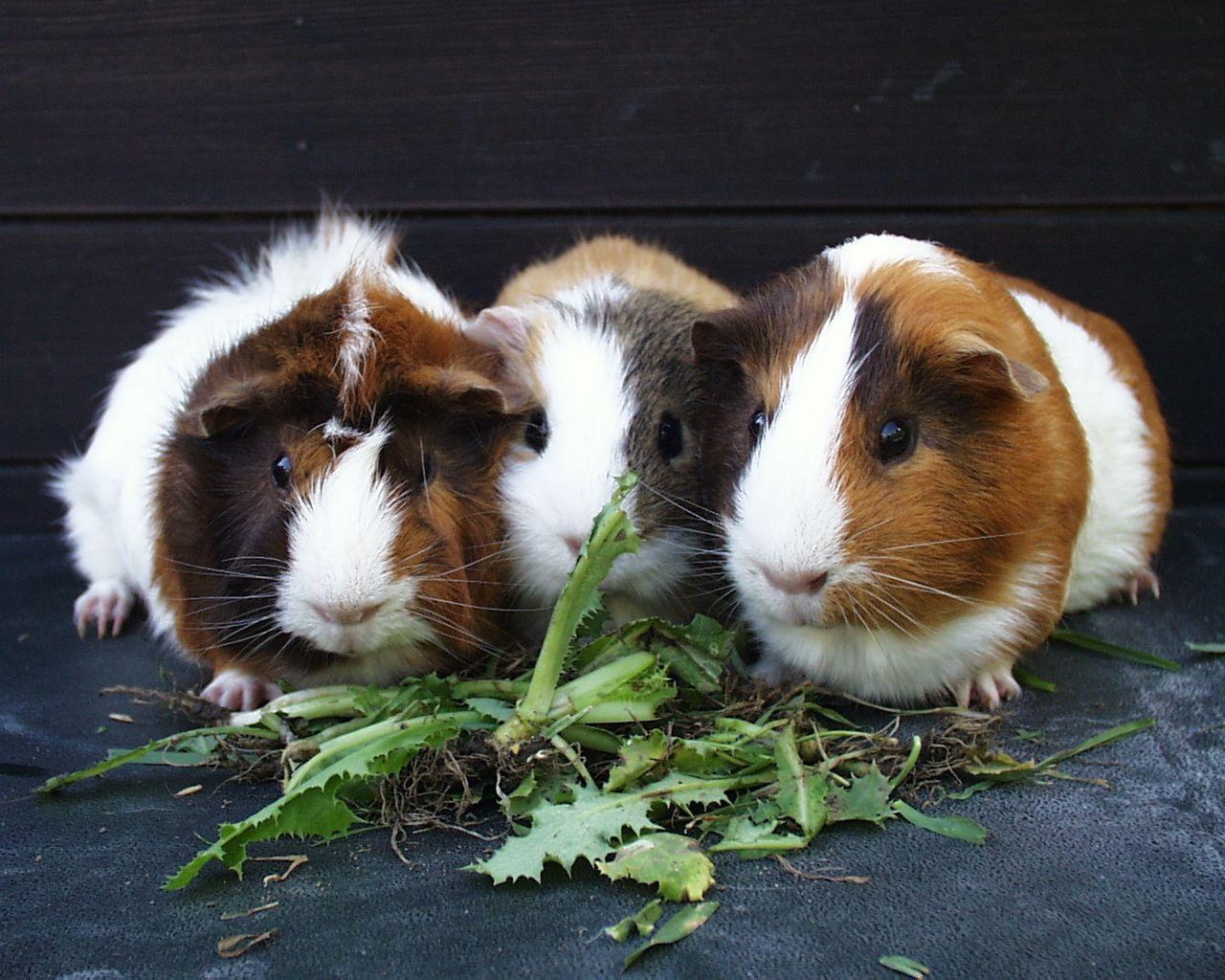 Guinea Pig Wallpapers