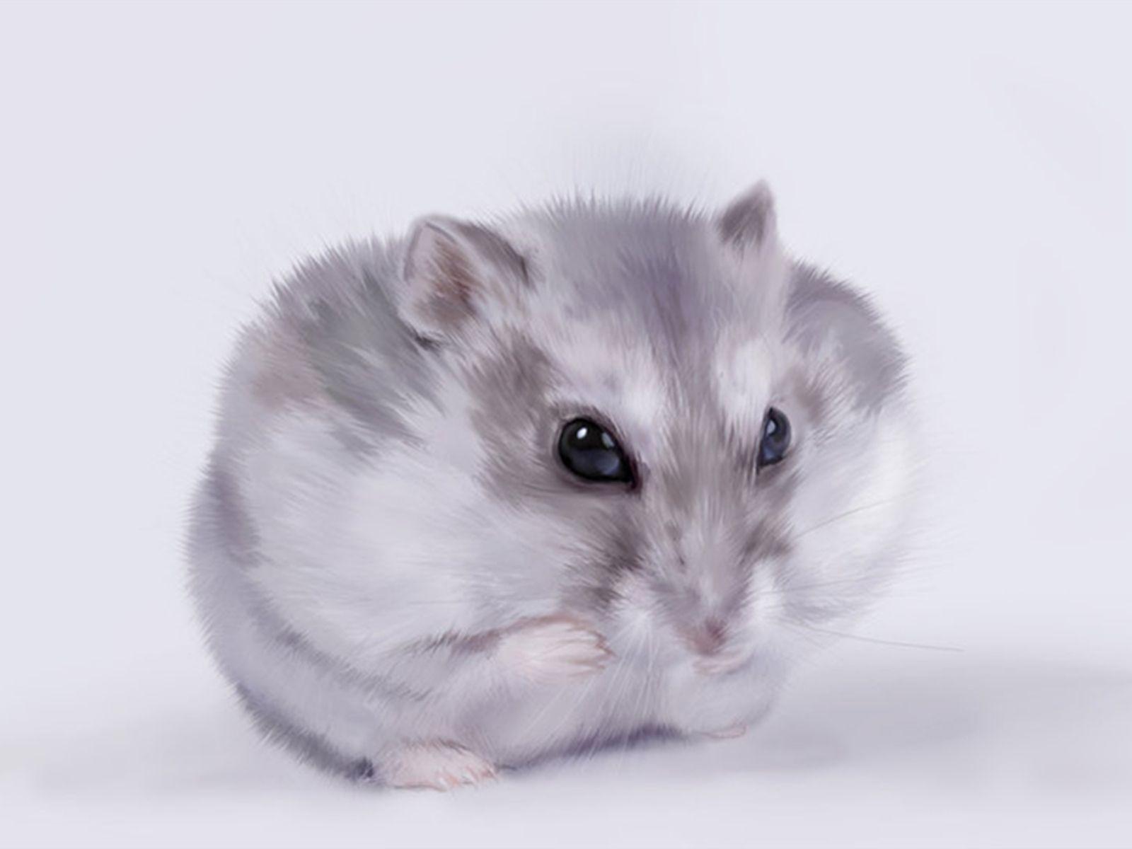 Hamster Wallpapers Hd