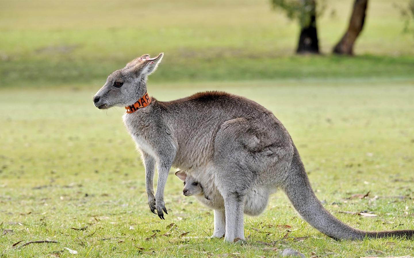 Kangaroo Wallpapers 13