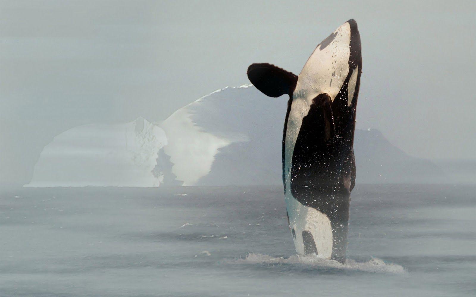 Killer Whale Photos Orca Wallpapers