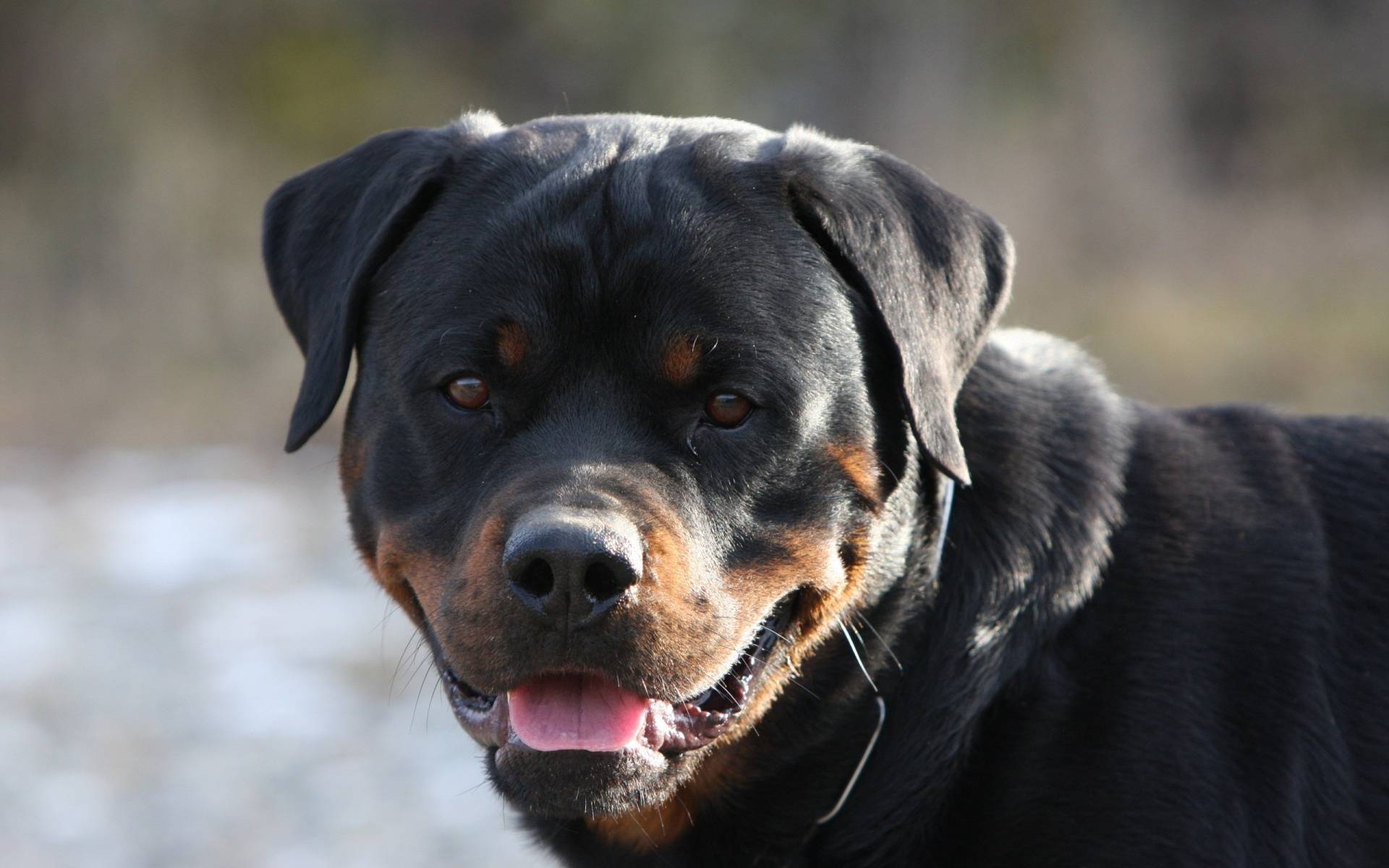 Rottweiler Wallpapers HD 2