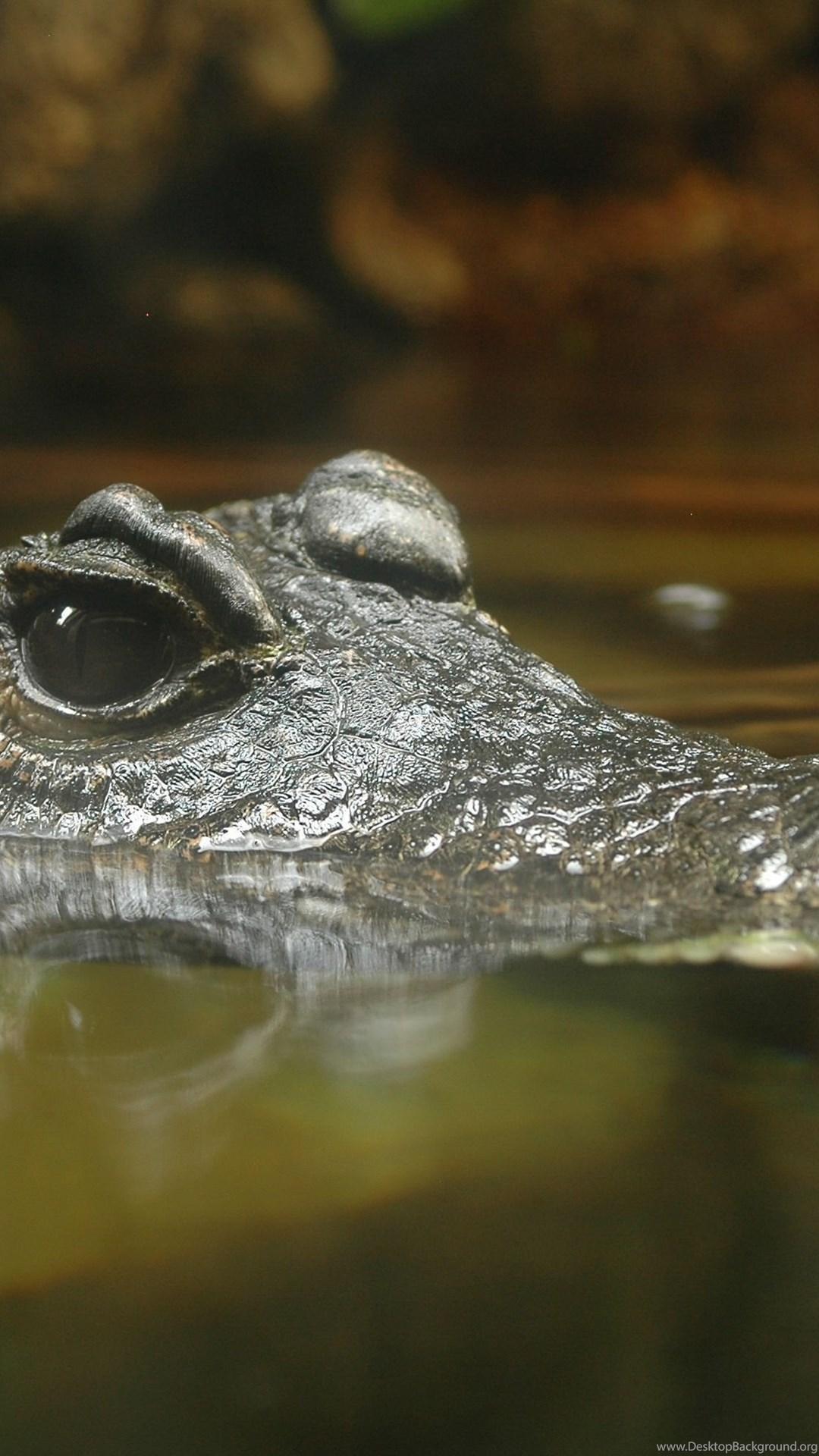 72 Crocodile HD Wallpapers Desktop Backgrounds