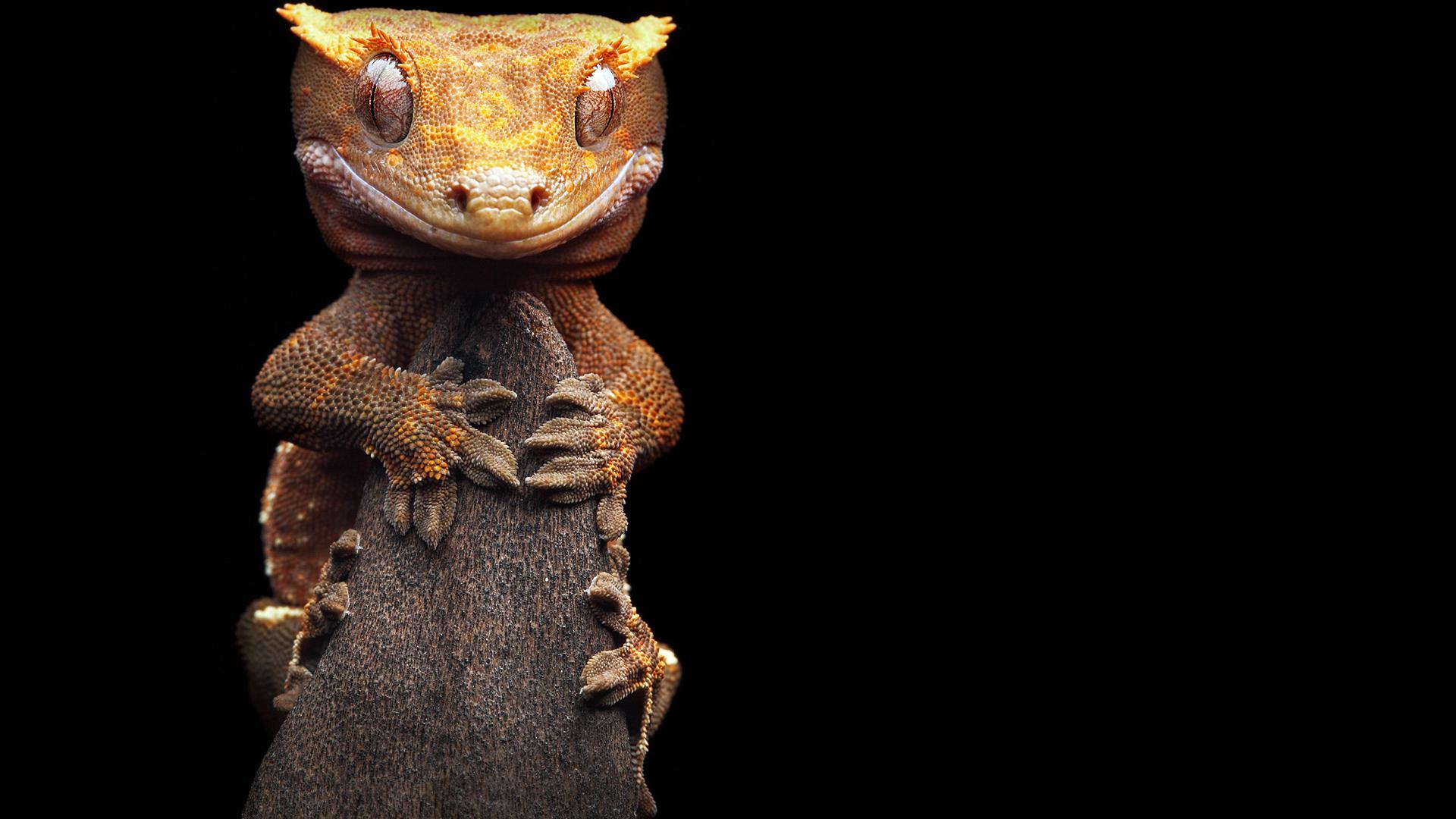 Gecko HD Wallpapers